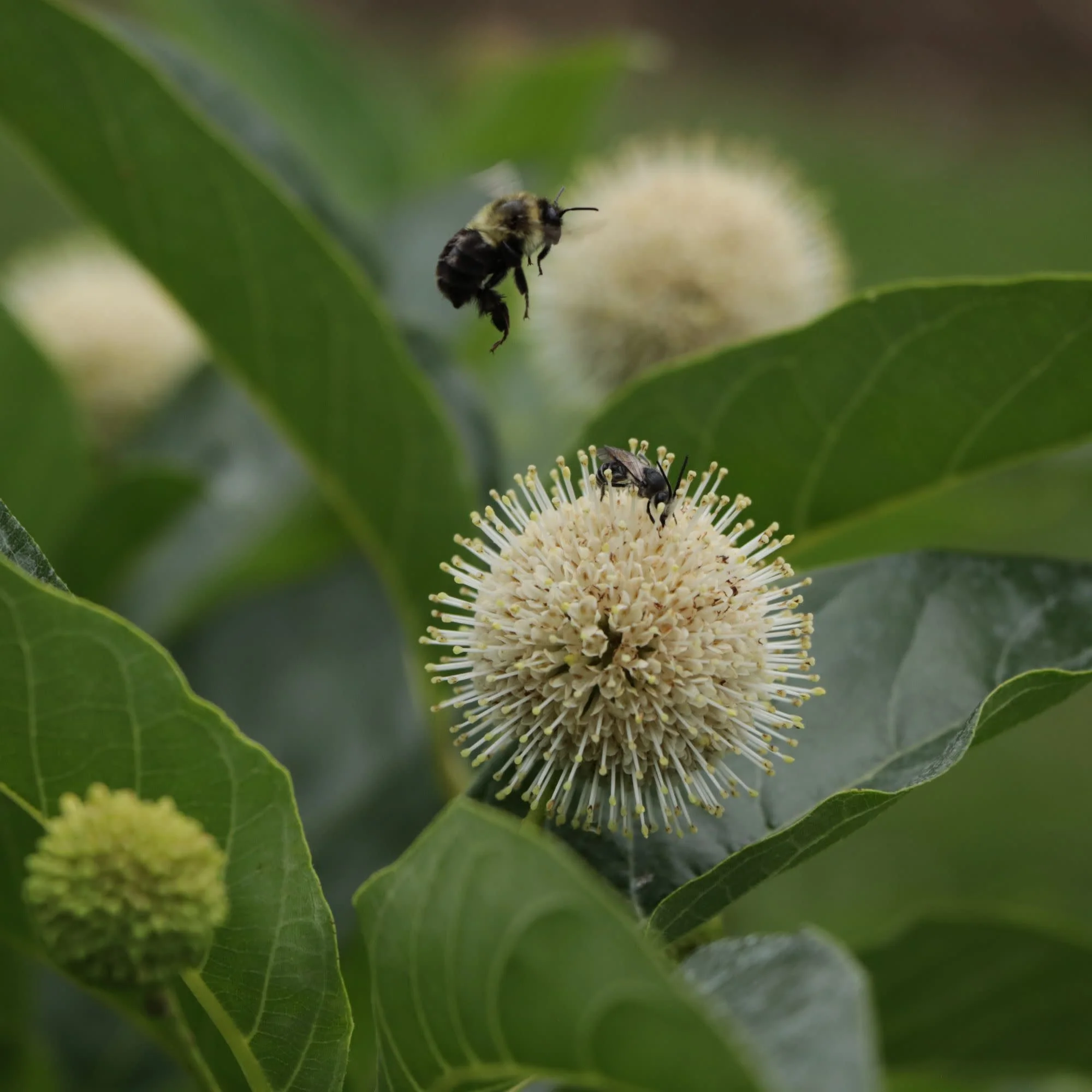 Sugar Shack 2.0 Buttonbush (Cephalanthus occidentalis) | Proven Winners® New Variety 2027 - Image 5