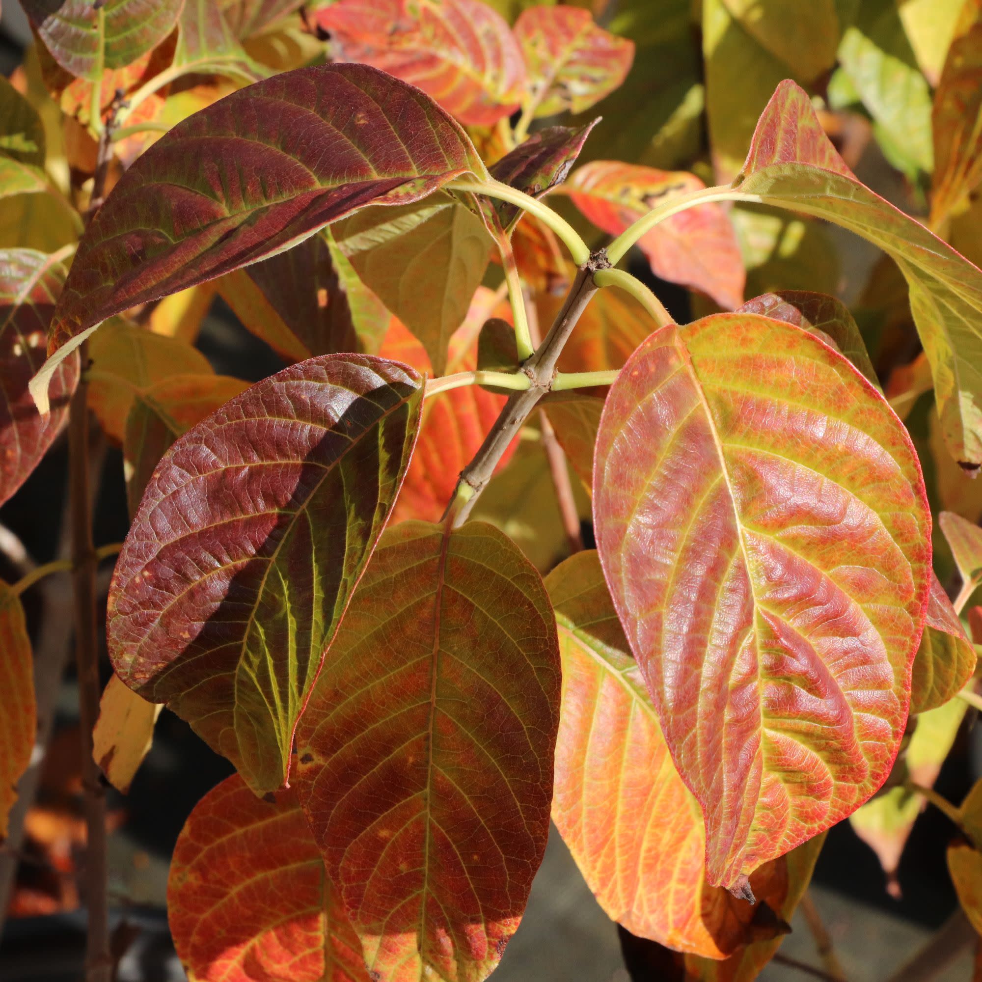 Sugar Shack 2.0 Buttonbush (Cephalanthus occidentalis) | Proven Winners® New Variety 2027 - Image 6