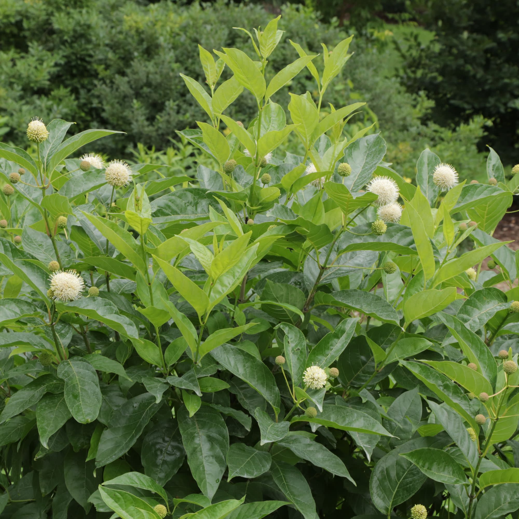 Sugar Shack 2.0 Buttonbush (Cephalanthus occidentalis) | Proven Winners® New Variety 2027 - Image 7