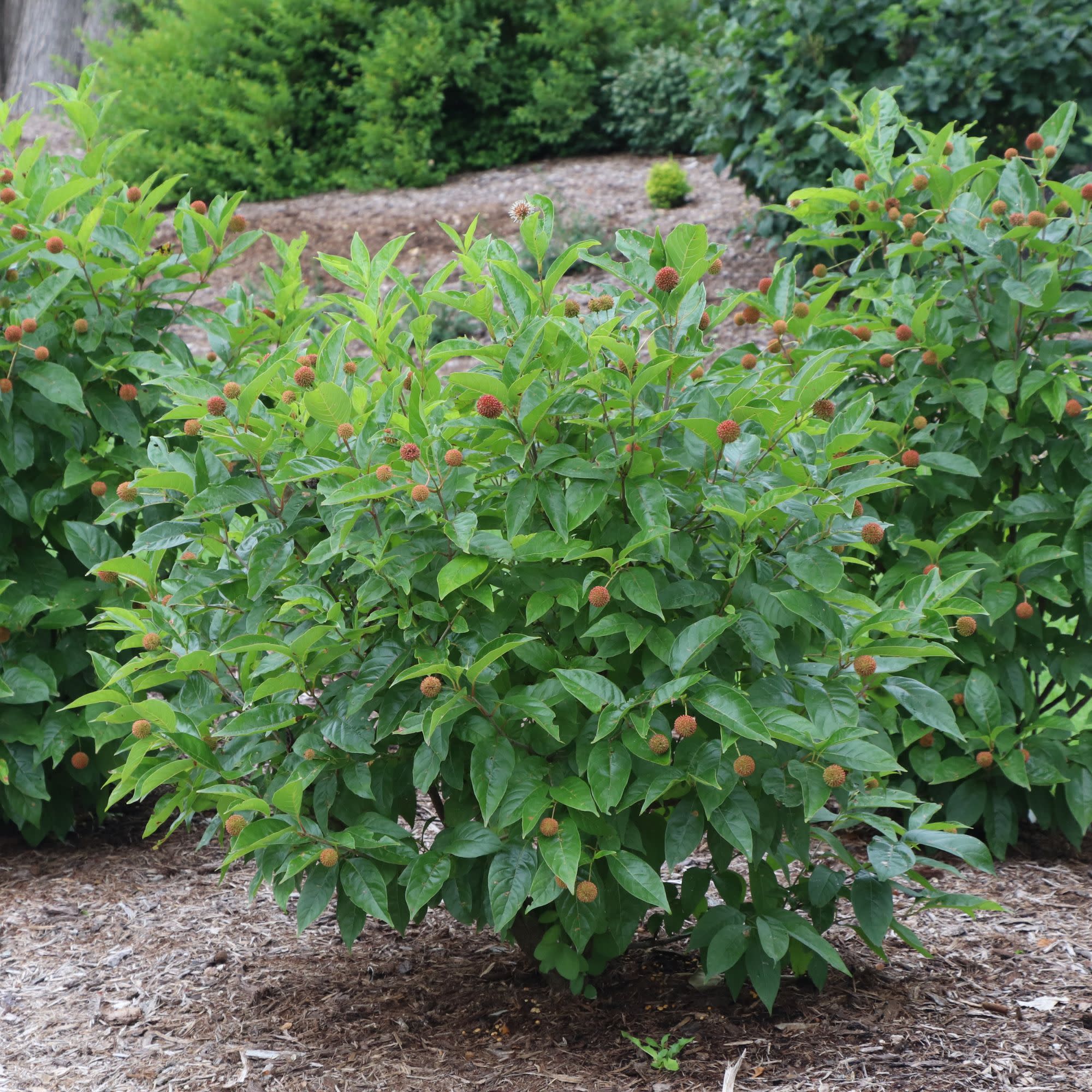 Sugar Shack 2.0 Buttonbush (Cephalanthus occidentalis) | Proven Winners® New Variety 2027 - Image 8