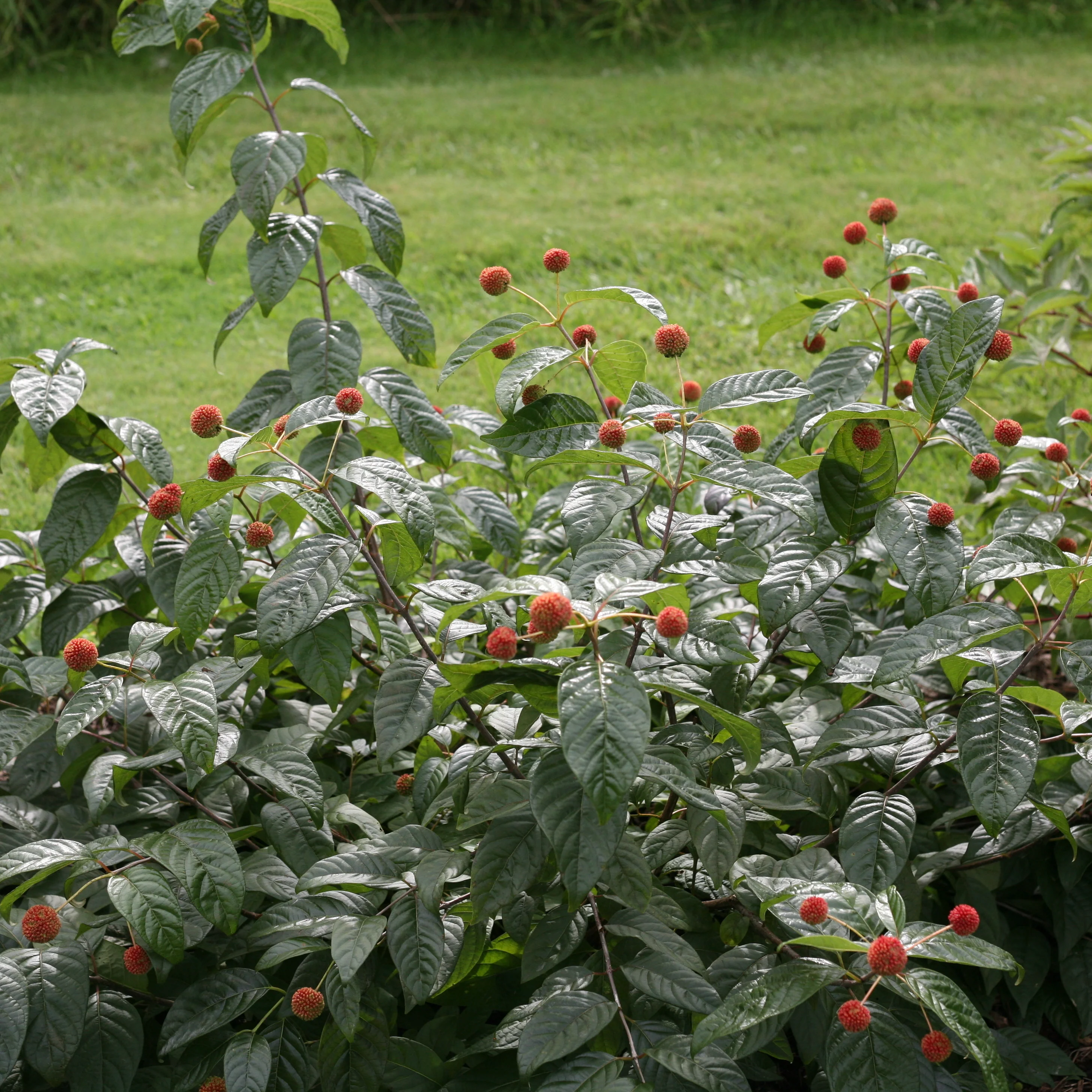 Sugar Shack® Buttonbush (Cephalanthus occidentalis) - Image 11