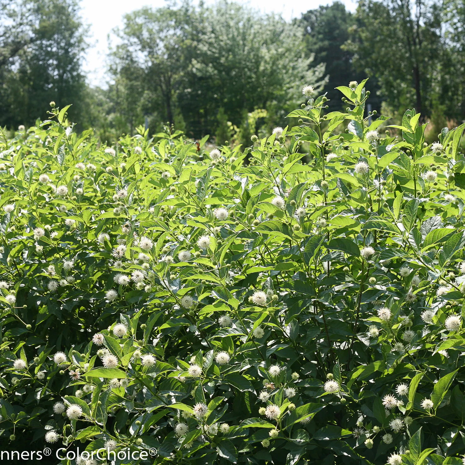Sugar Shack® Buttonbush (Cephalanthus occidentalis) - Image 12