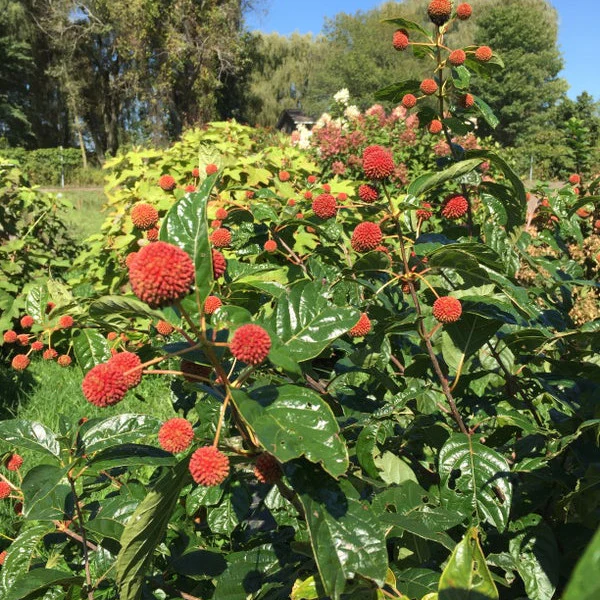 Sugar Shack® Buttonbush (Cephalanthus occidentalis) - Image 13