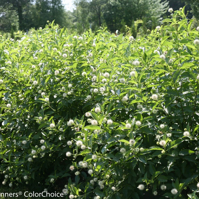Sugar Shack® Buttonbush (Cephalanthus occidentalis) - Image 14