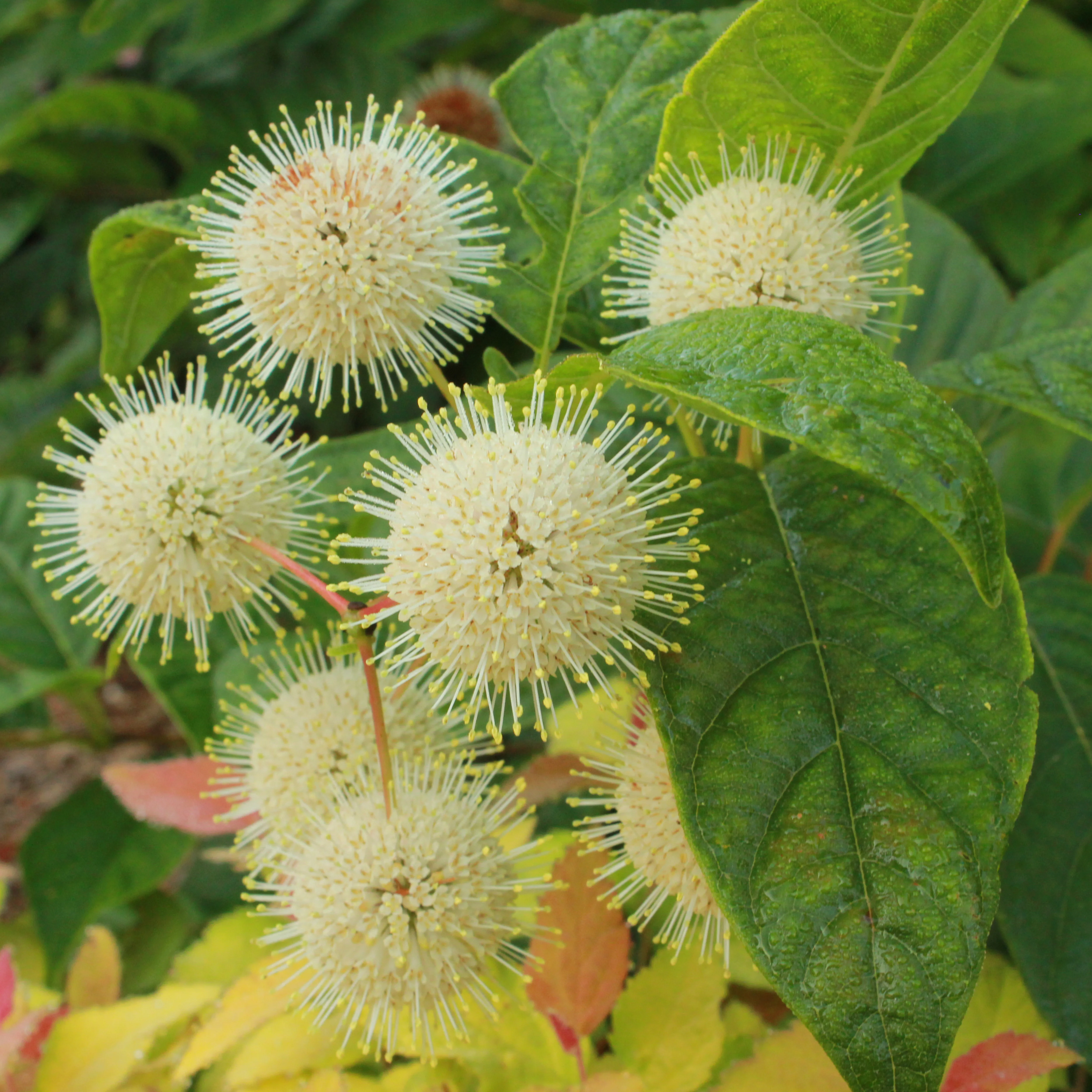 Sugar Shack® Buttonbush (Cephalanthus occidentalis) - Image 2