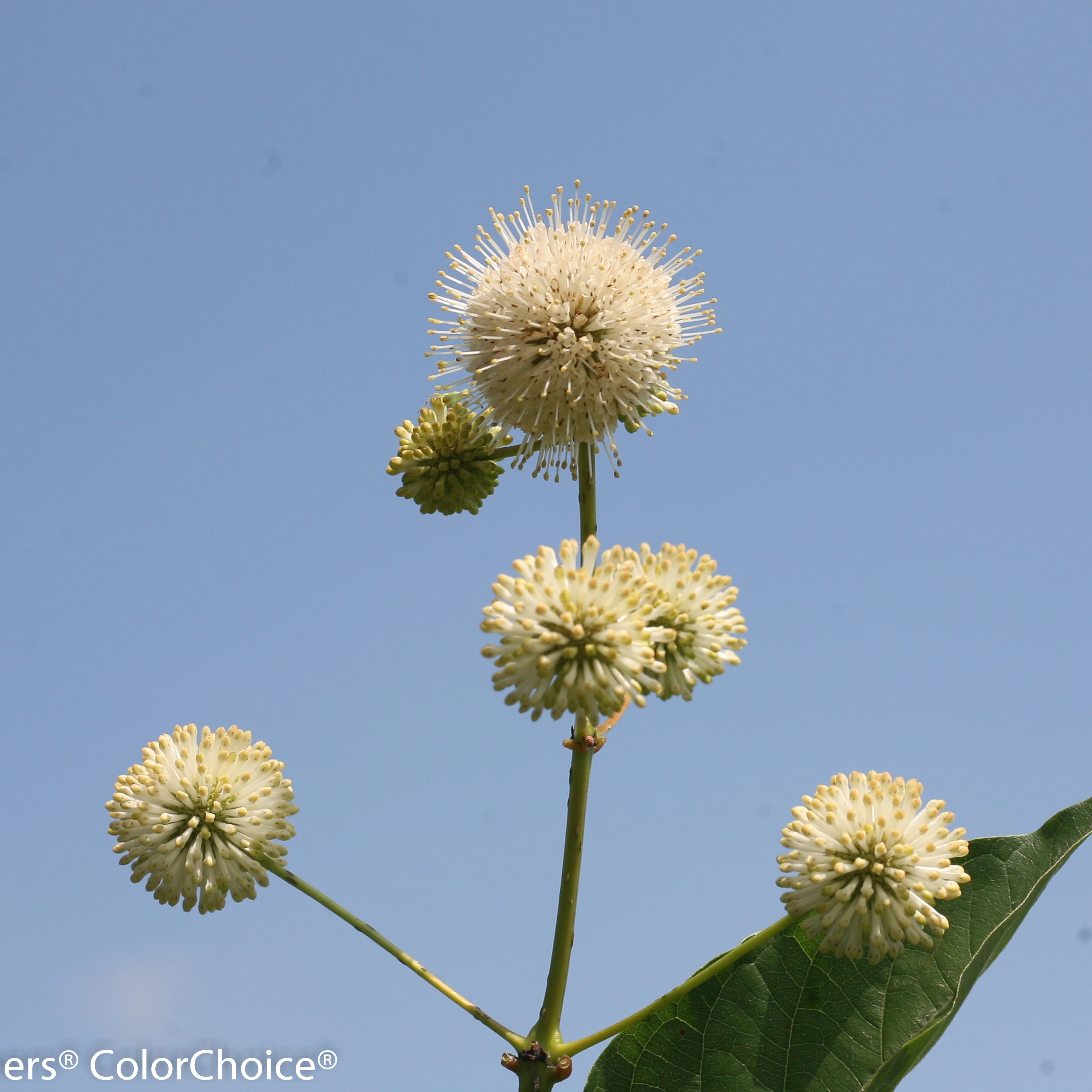 Sugar Shack® Buttonbush (Cephalanthus occidentalis) - Image 3