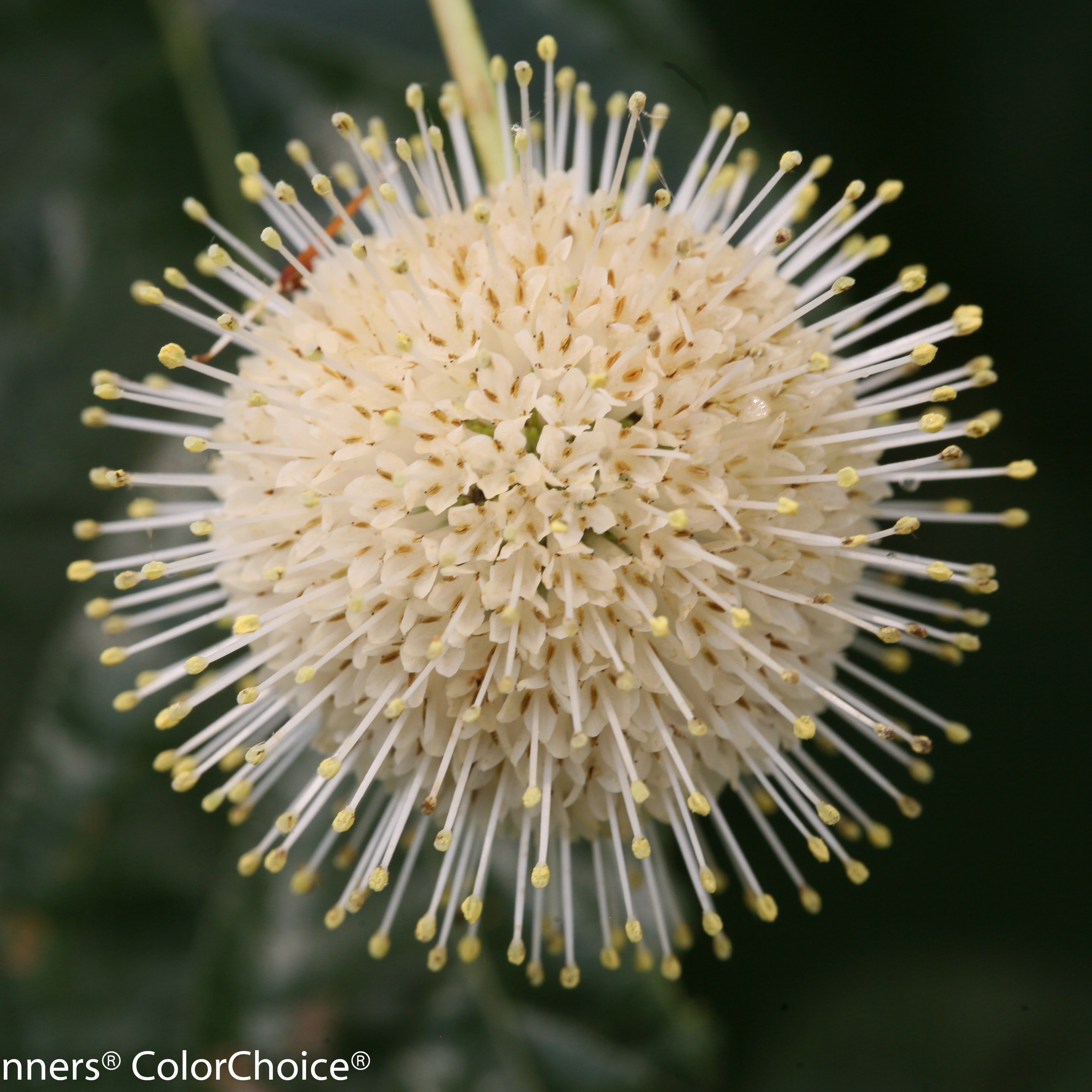 Sugar Shack® Buttonbush (Cephalanthus occidentalis) - Image 4