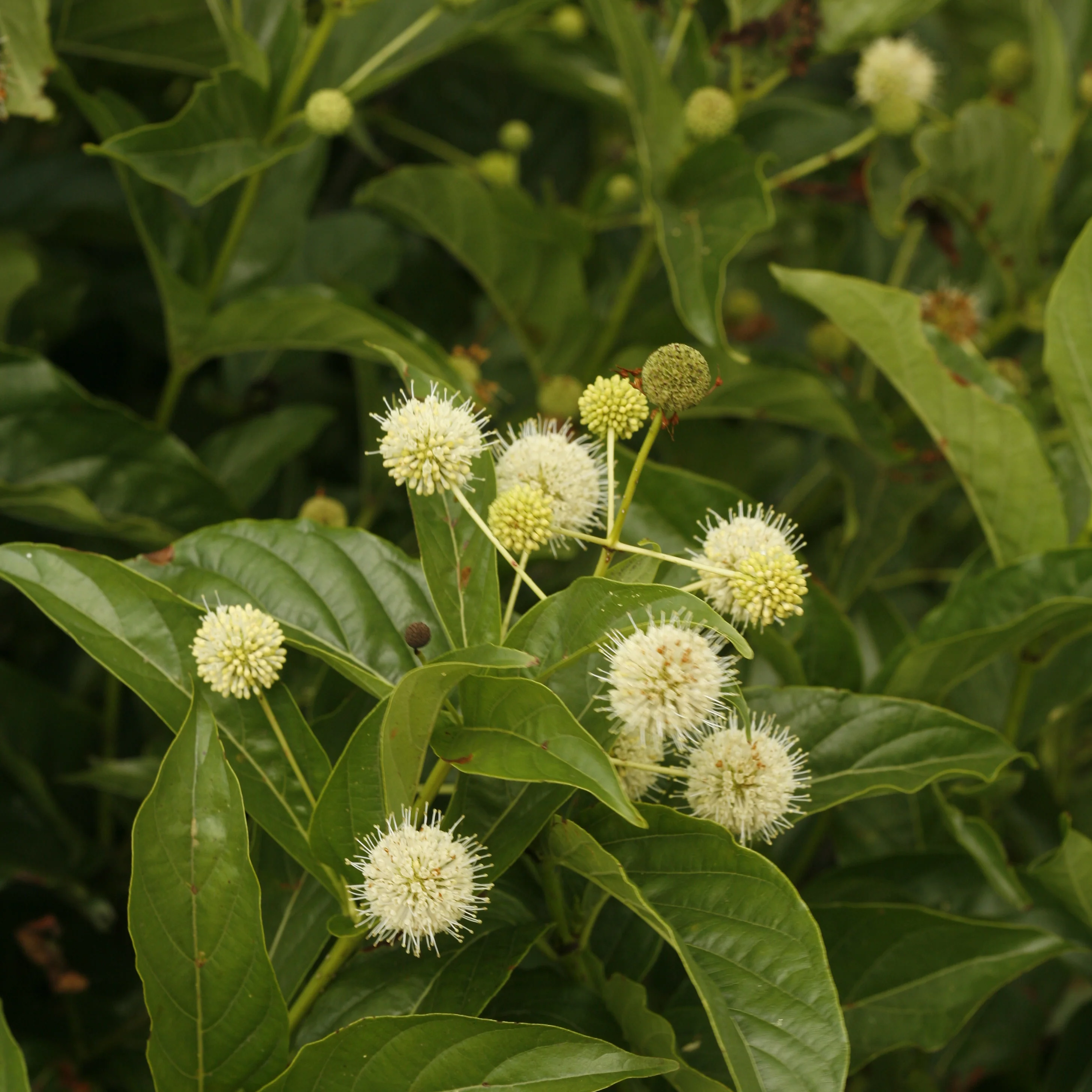 Sugar Shack® Buttonbush (Cephalanthus occidentalis) - Image 6