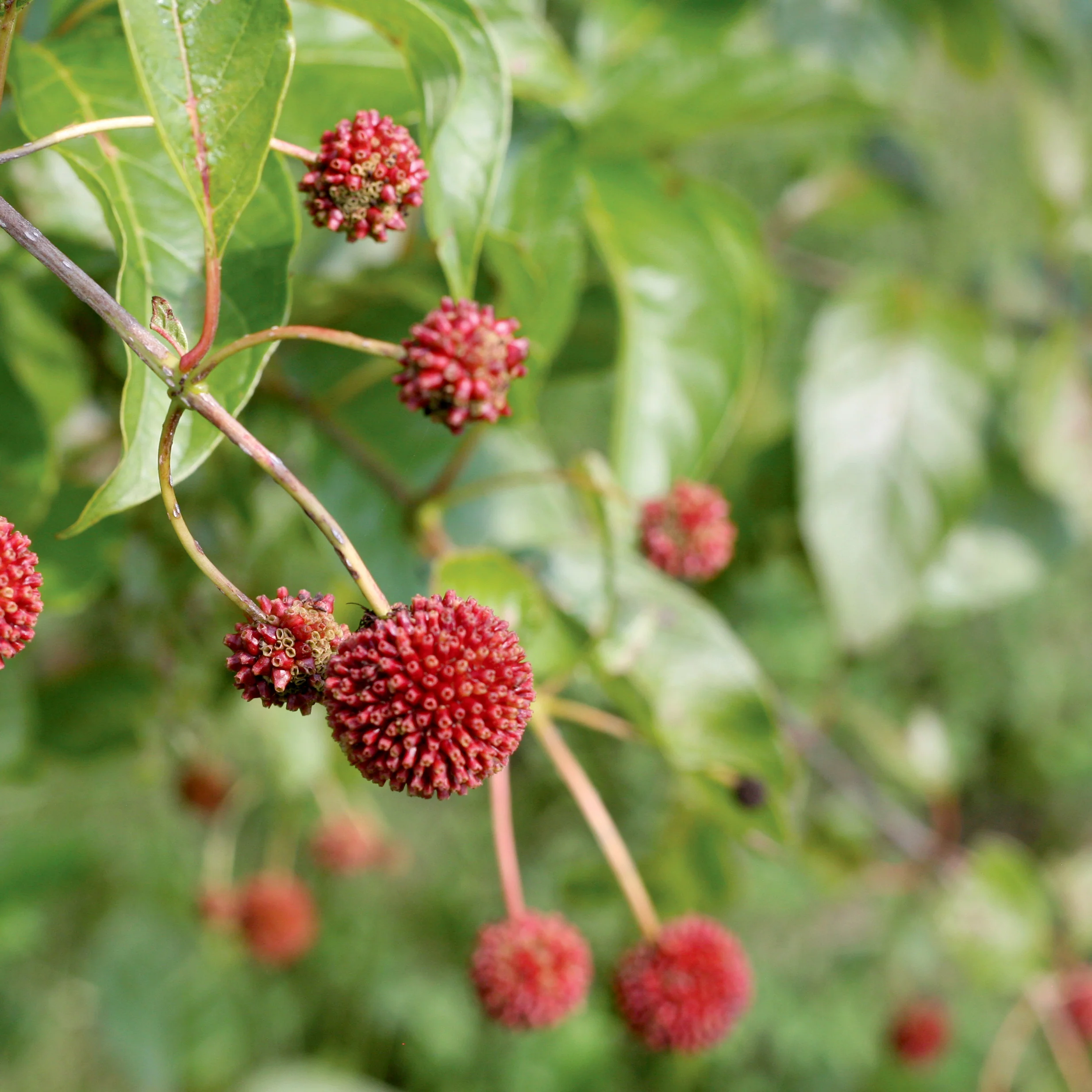 Sugar Shack® Buttonbush (Cephalanthus occidentalis) - Image 7