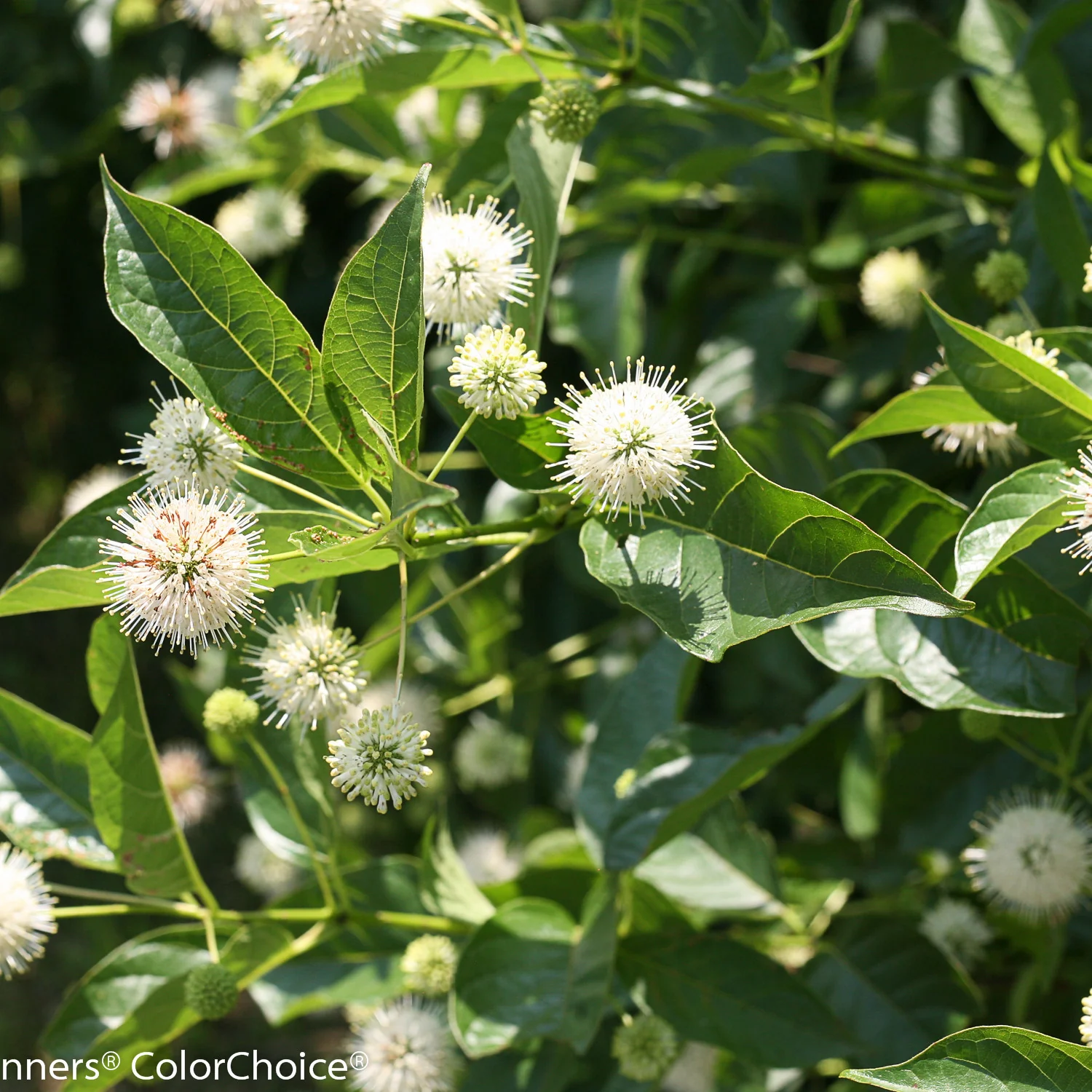 Sugar Shack® Buttonbush (Cephalanthus occidentalis) - Image 8
