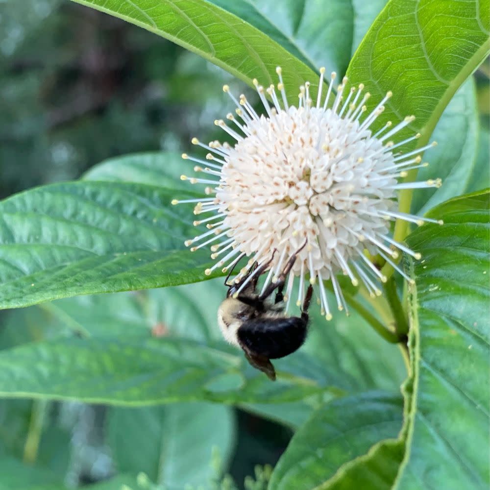 Sugar Shack® Buttonbush (Cephalanthus occidentalis) - Image 9