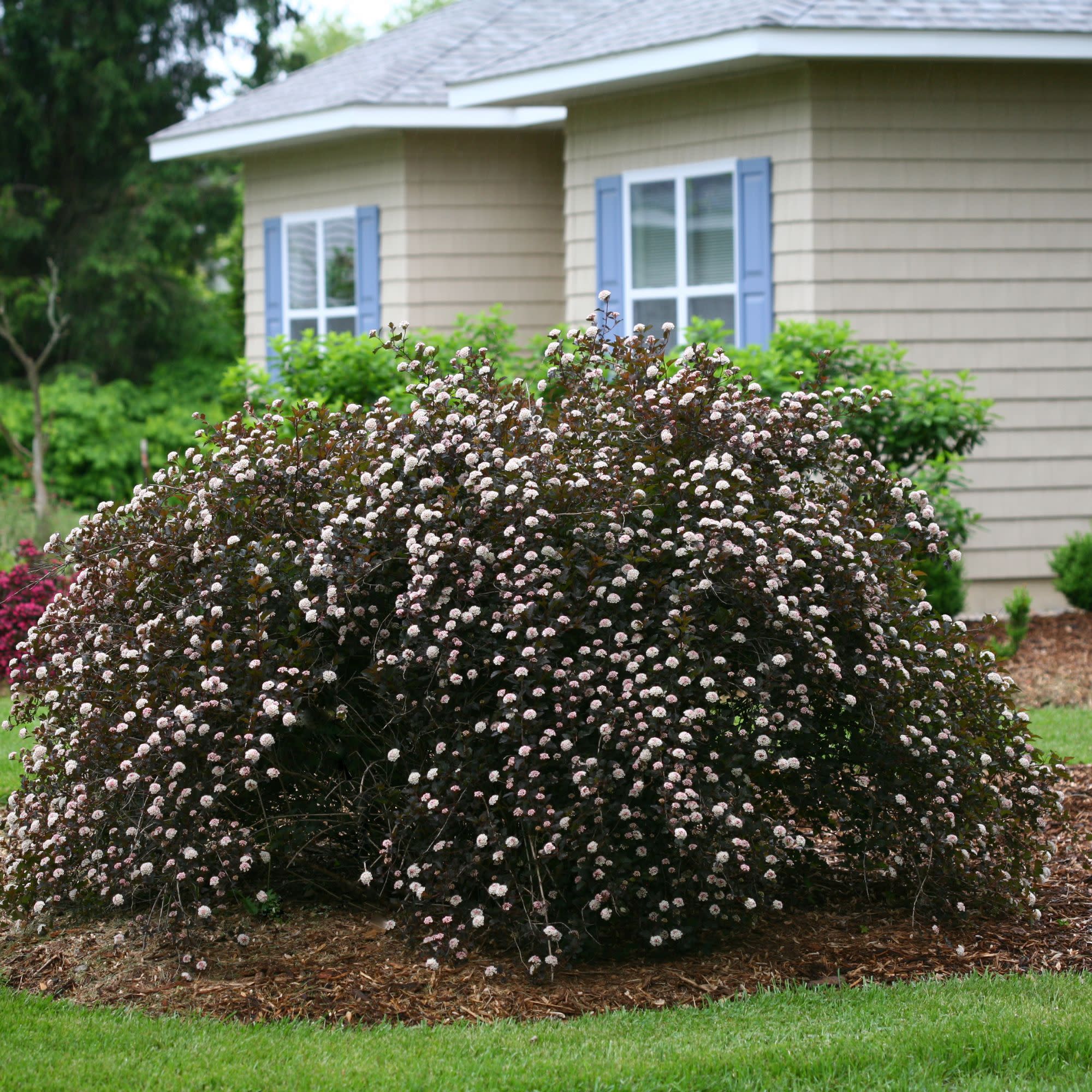 Summer Wine® Ninebark (Physocarpus opulifolius) - Image 7