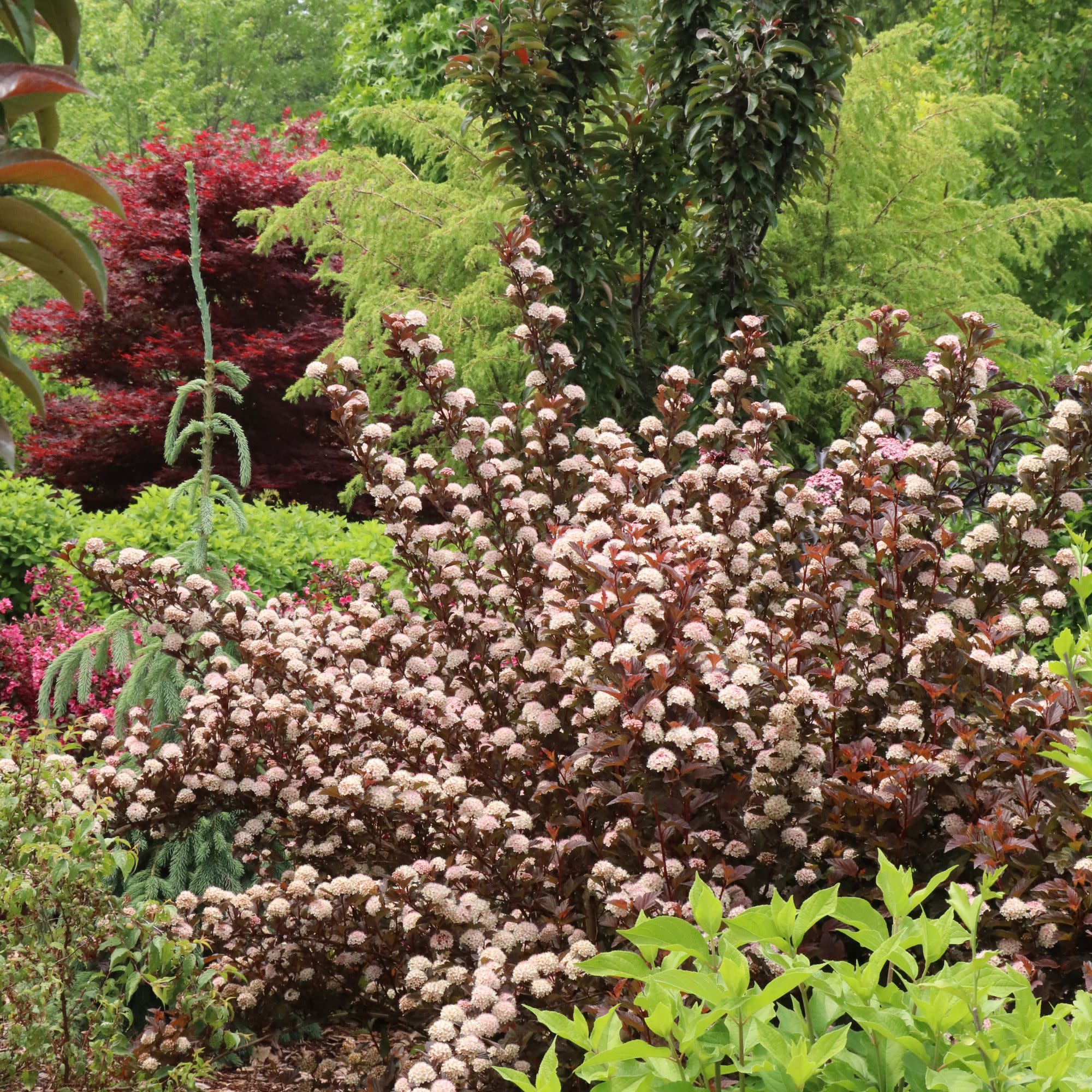 Summer Wine® Rosé Ninebark (Physocarpus opulifolius) | Proven Winners® New Variety 2027 - Image 5
