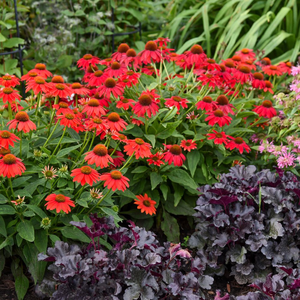 Summersong™ Firefinch™ Coneflower (Echinacea hybrid) - Image 8