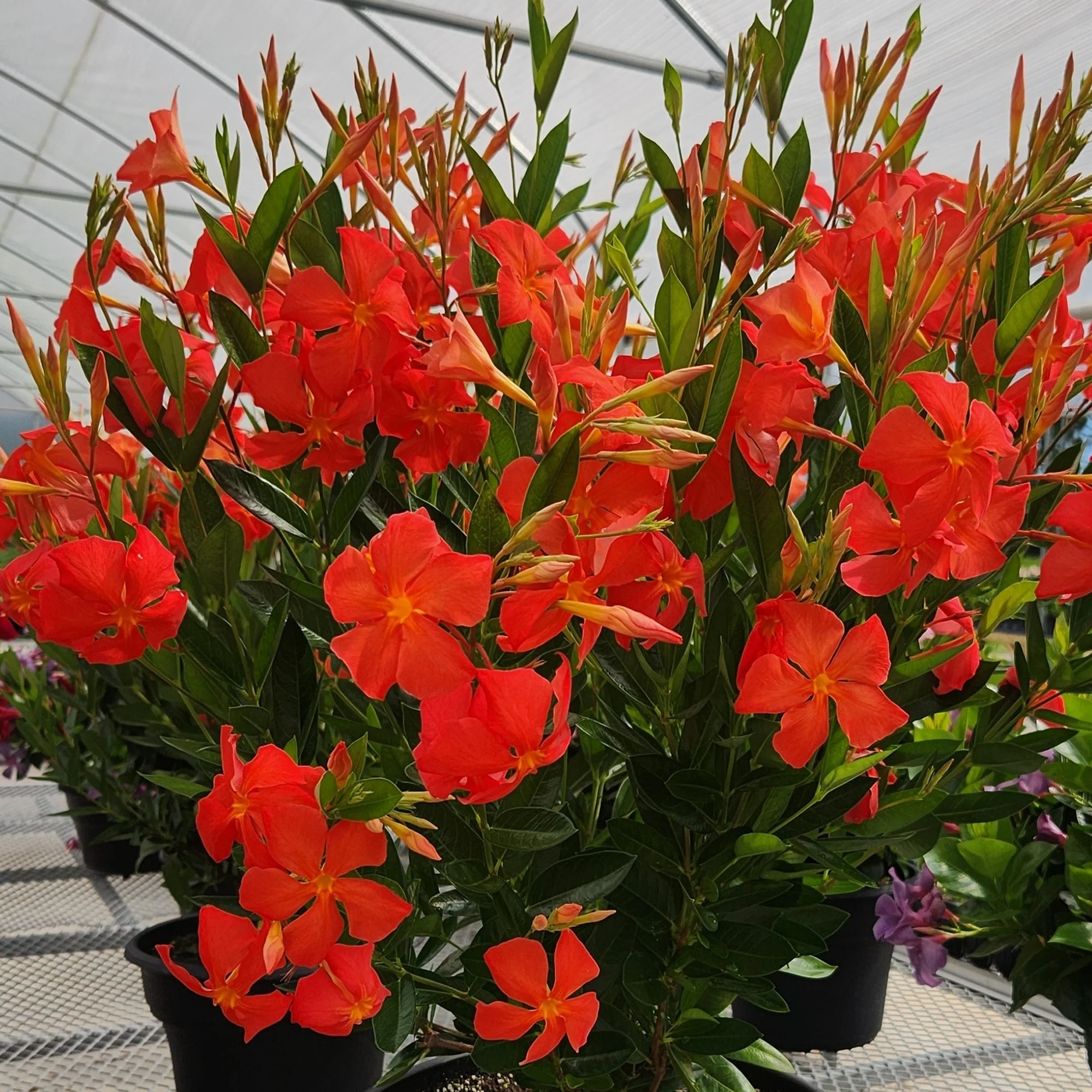 Proven Selections® Sun Parasol® Fired Up Orange Rocktrumpet (Dipladenia hybrid) - Image 3