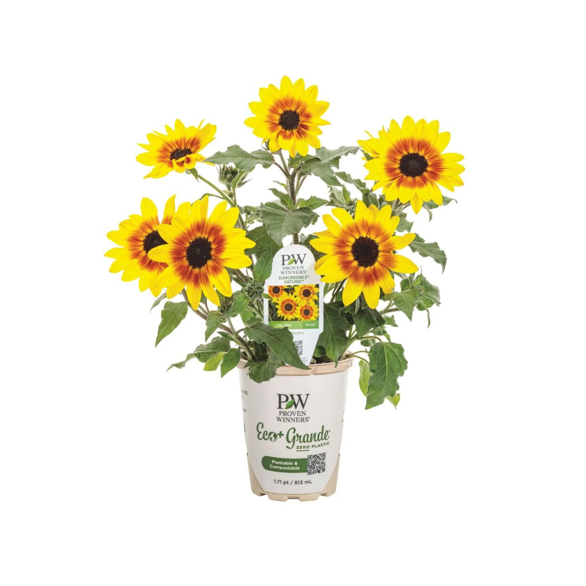 Suncredible® Saturn™ Sunflower (Helianthus hybrid) - Image 5