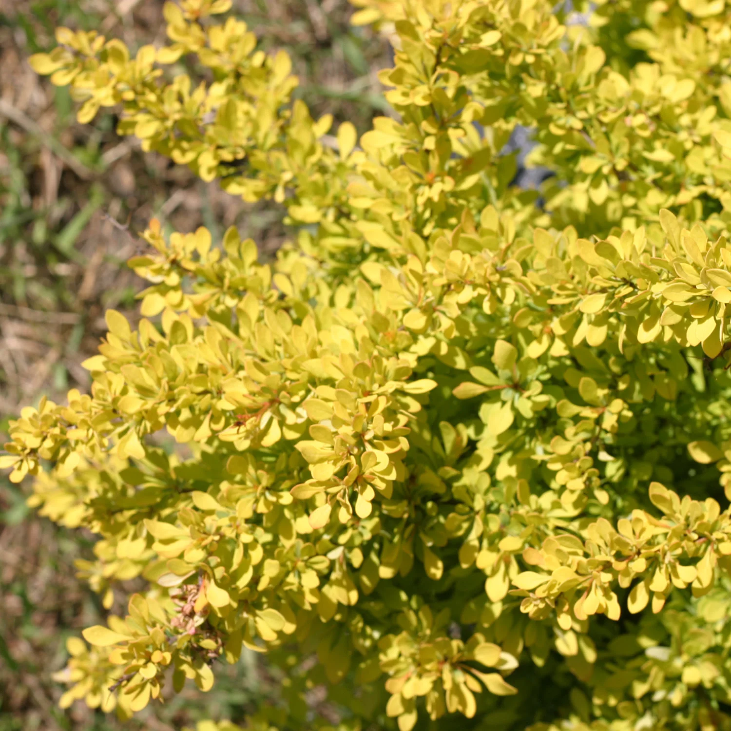 Sunjoy® Citrus Barberry (Berberis thunbergii)