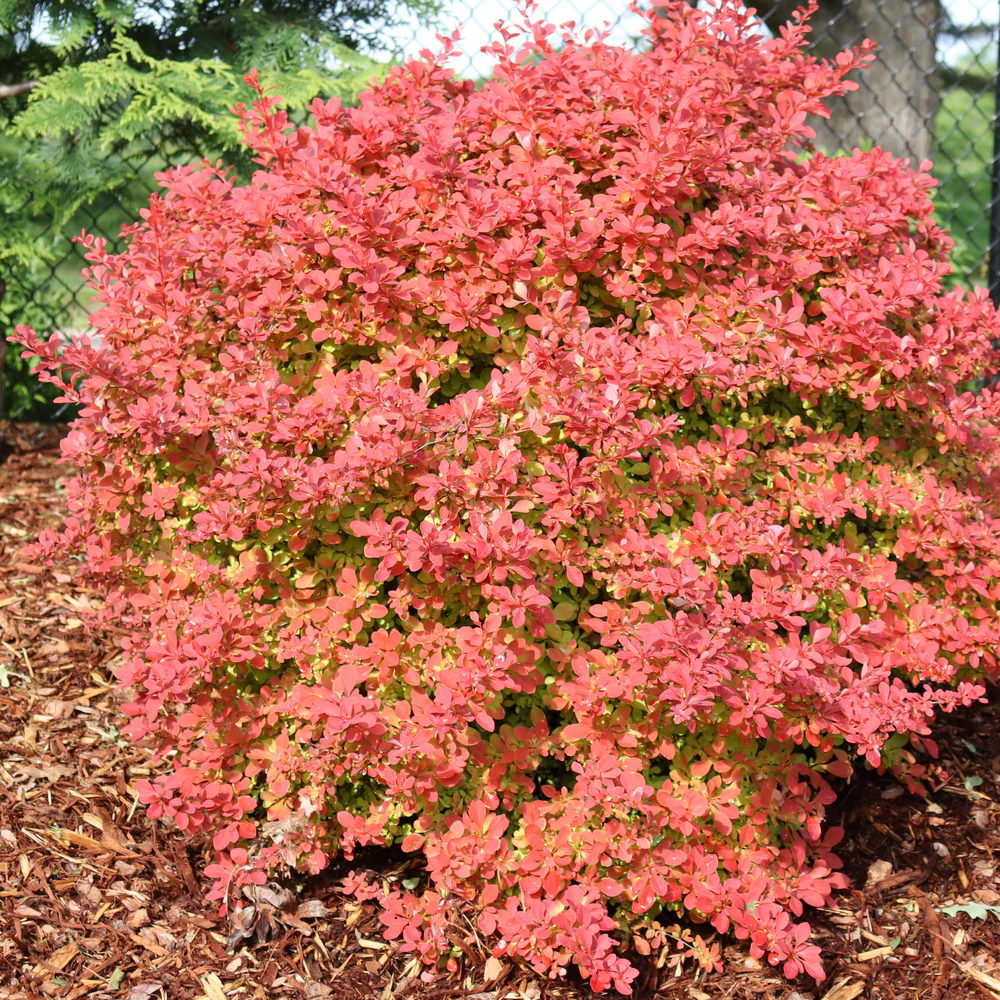 Sunjoy Fast Neo® Barberry (Berberis thunbergii) | Proven Winners® New Variety 2026 - Image 3