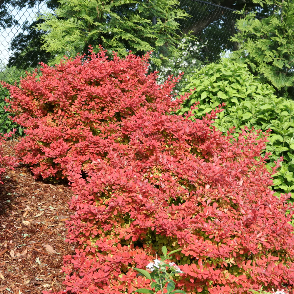 Sunjoy Fast Neo® Barberry (Berberis thunbergii) | Proven Winners® New Variety 2026 - Image 4