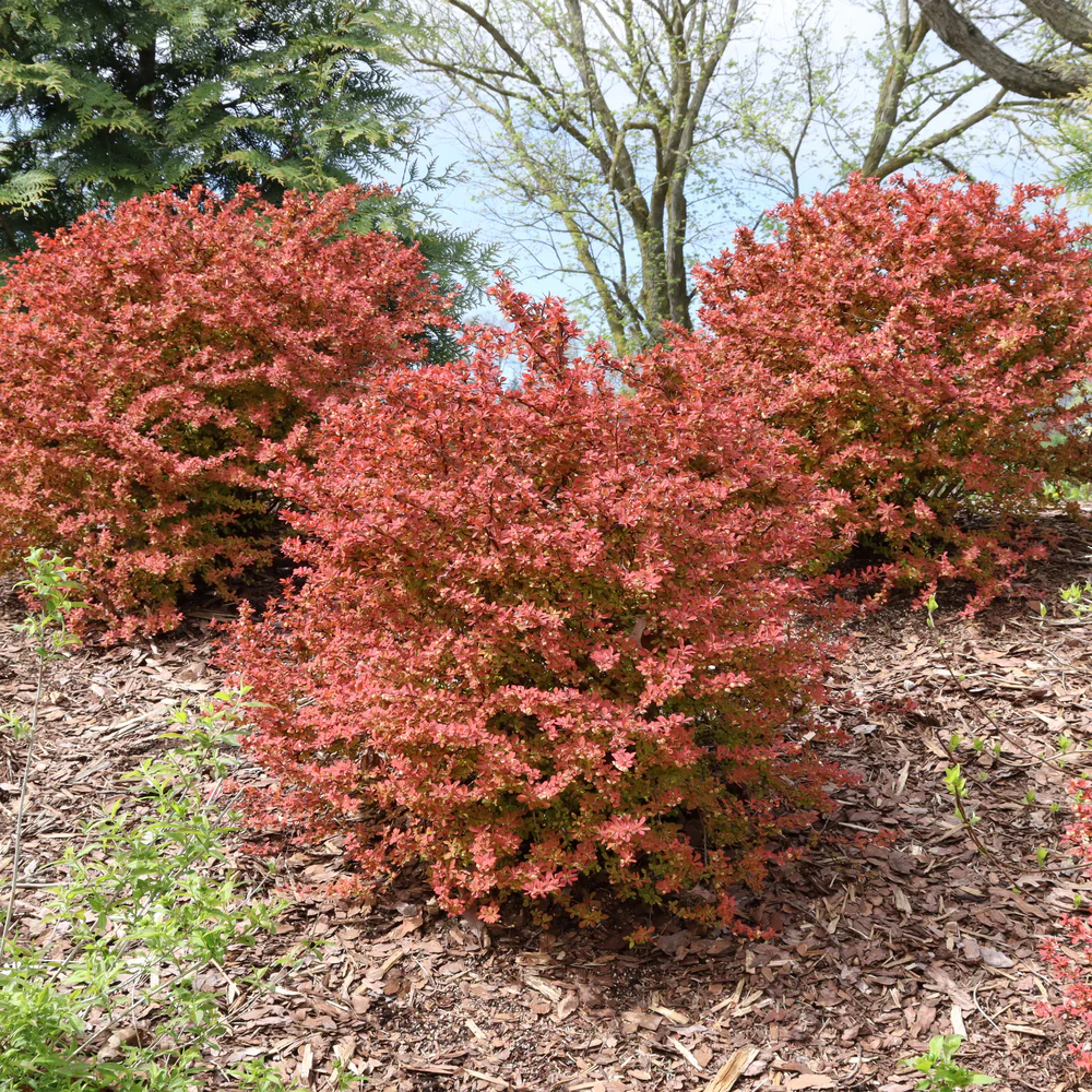 Sunjoy Fast Neo® Barberry (Berberis thunbergii) | Proven Winners® New Variety 2026 - Image 5
