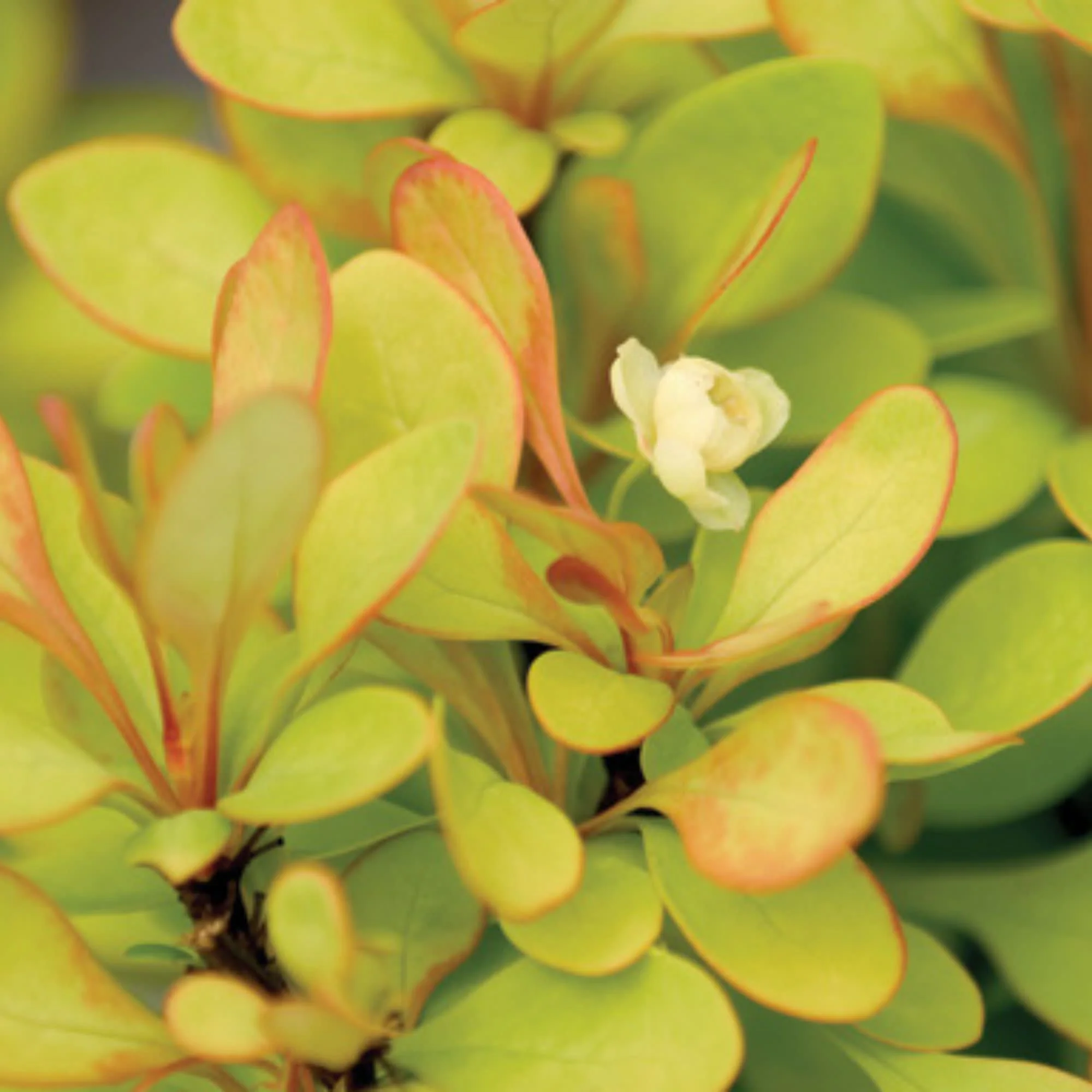 Best Shrubs for Fall Planting