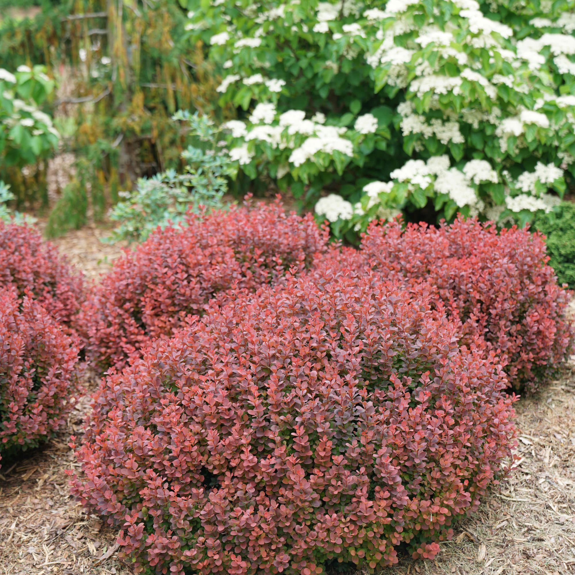 Sunjoy Mini Maroon® Barberry (Berberis thunbergii) - Image 3