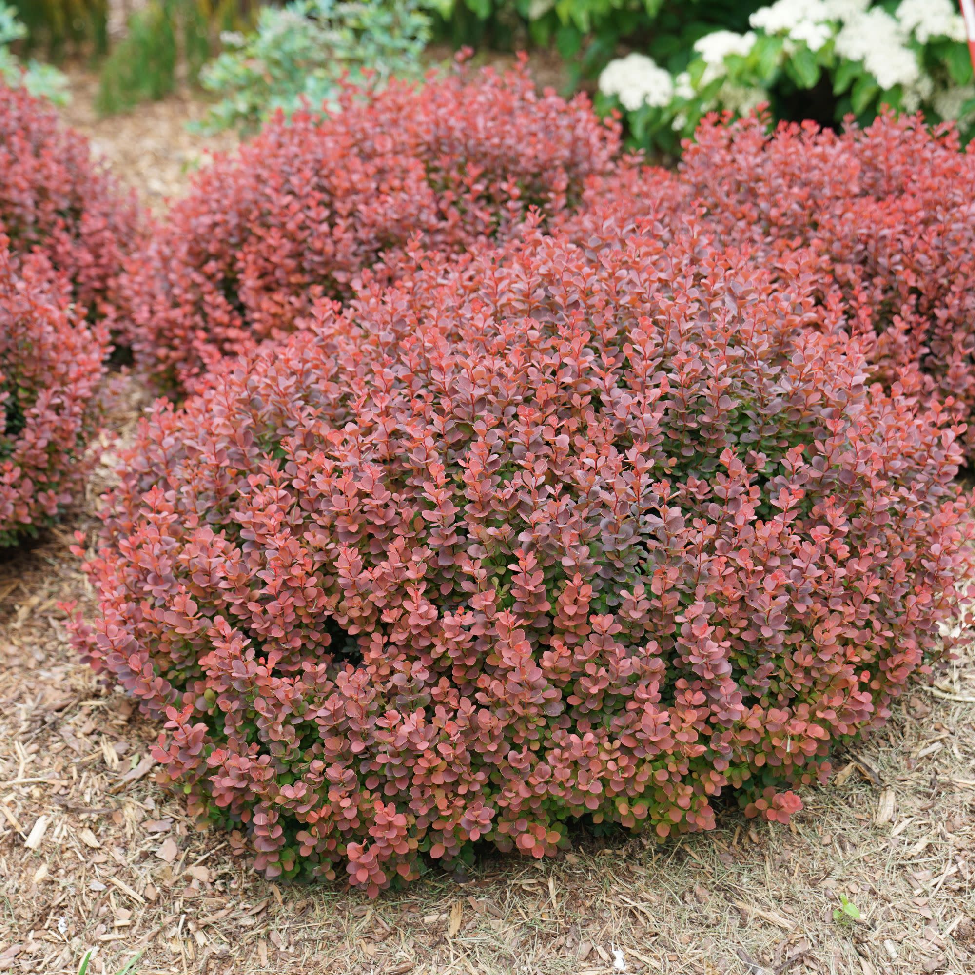 Sunjoy Mini Maroon® Barberry (Berberis thunbergii) - Image 4