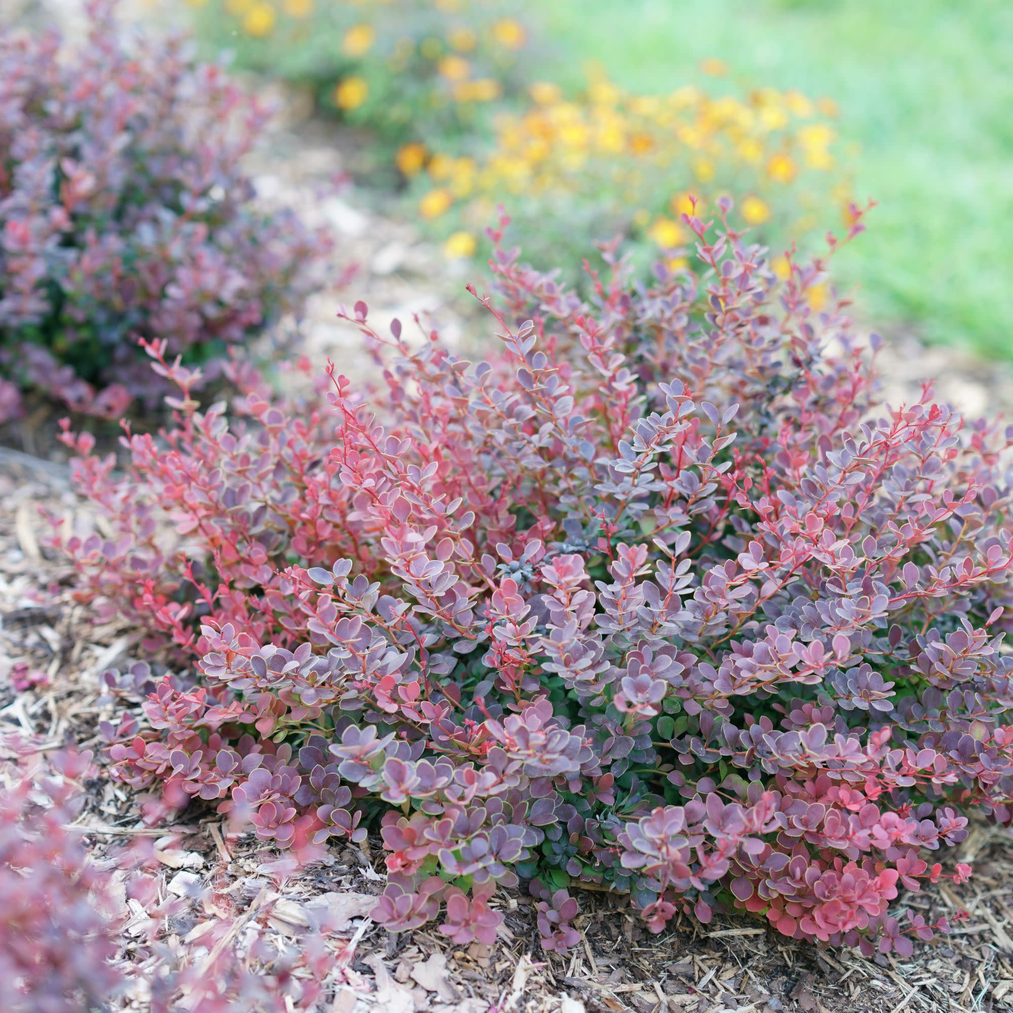 Sunjoy Mini Maroon® Barberry (Berberis thunbergii) - Image 6