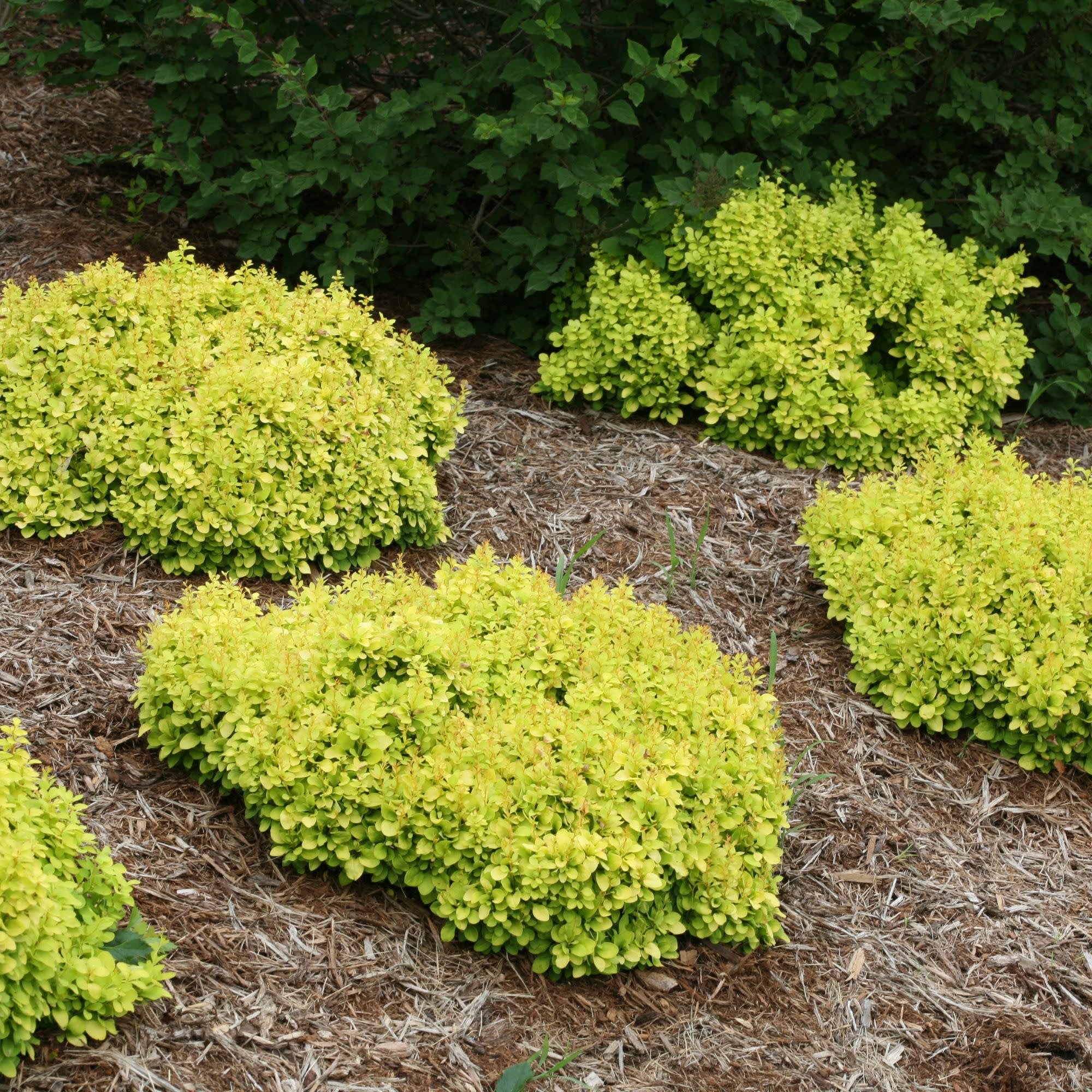 Sunjoy® Mini Saffron Barberry (Berberis thunbergii) - Image 7