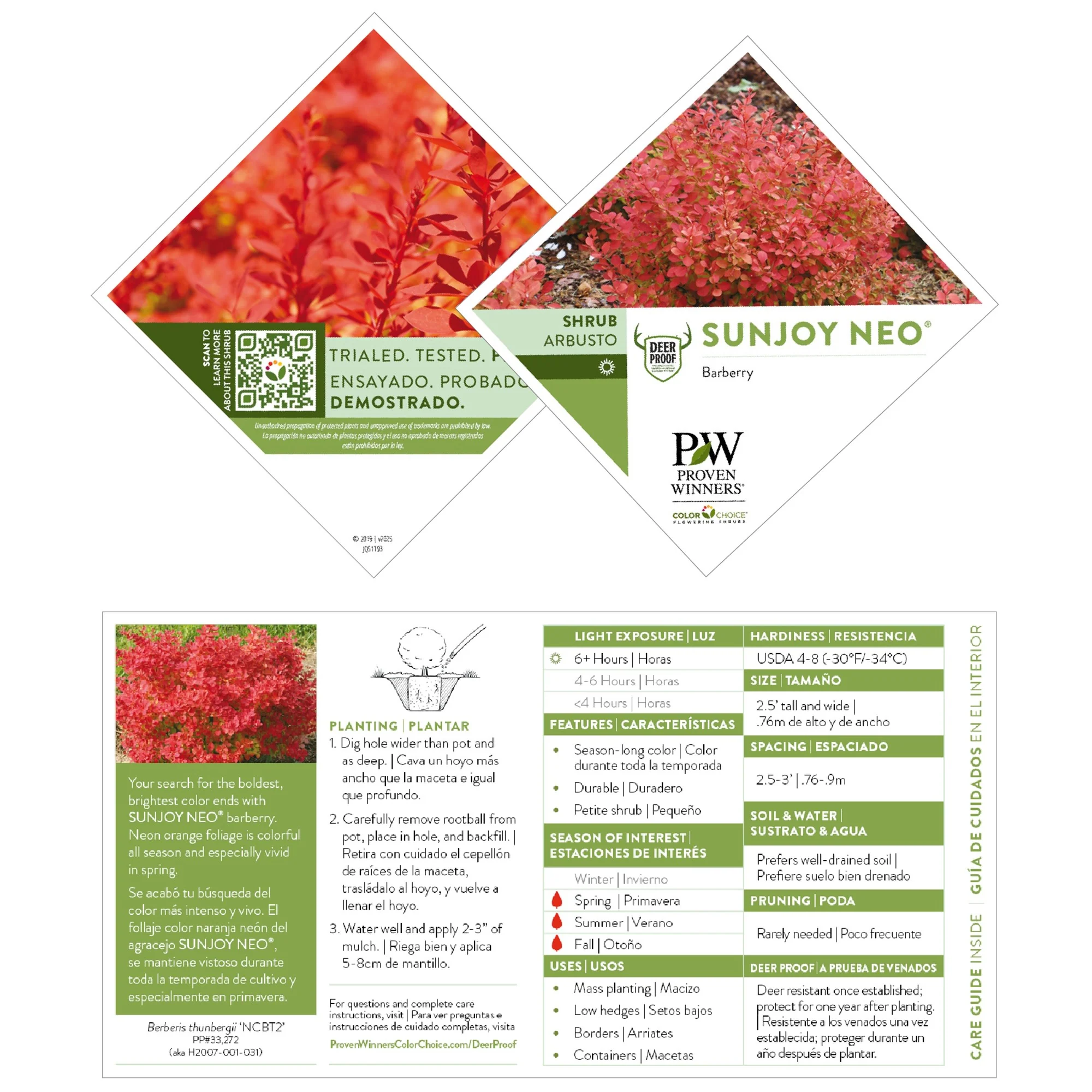 Sunjoy® Neo Barberry (Berberis thunbergii) - Image 6