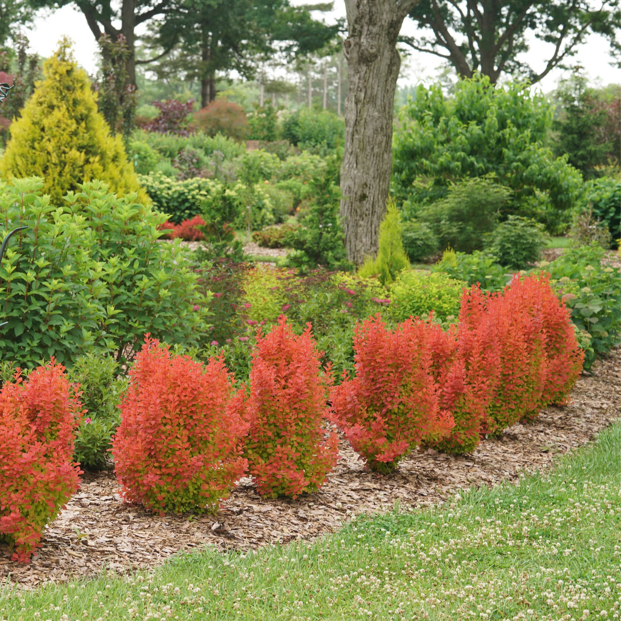Sunjoy Orange Pillar® Barberry (Berberis thunbergii) - Image 3