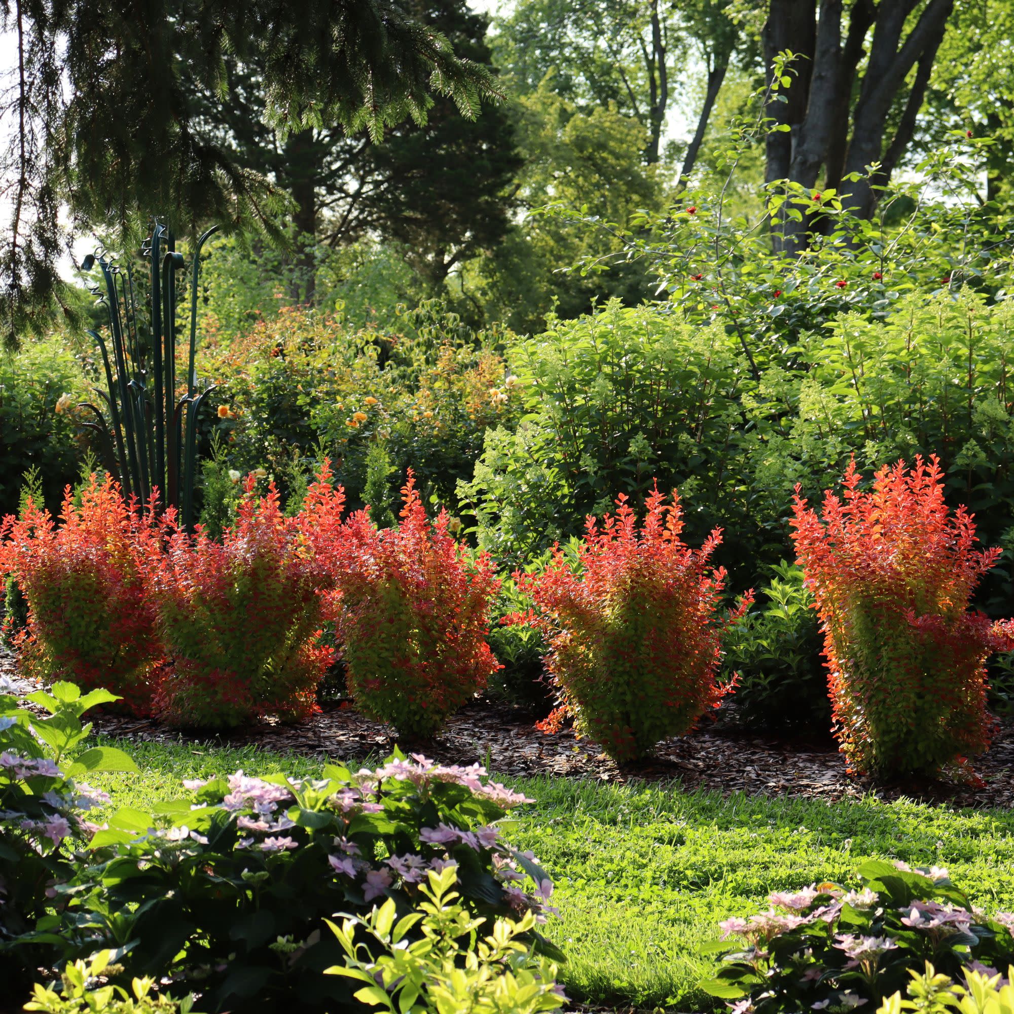 Sunjoy Orange Pillar® Barberry (Berberis thunbergii) - Image 4