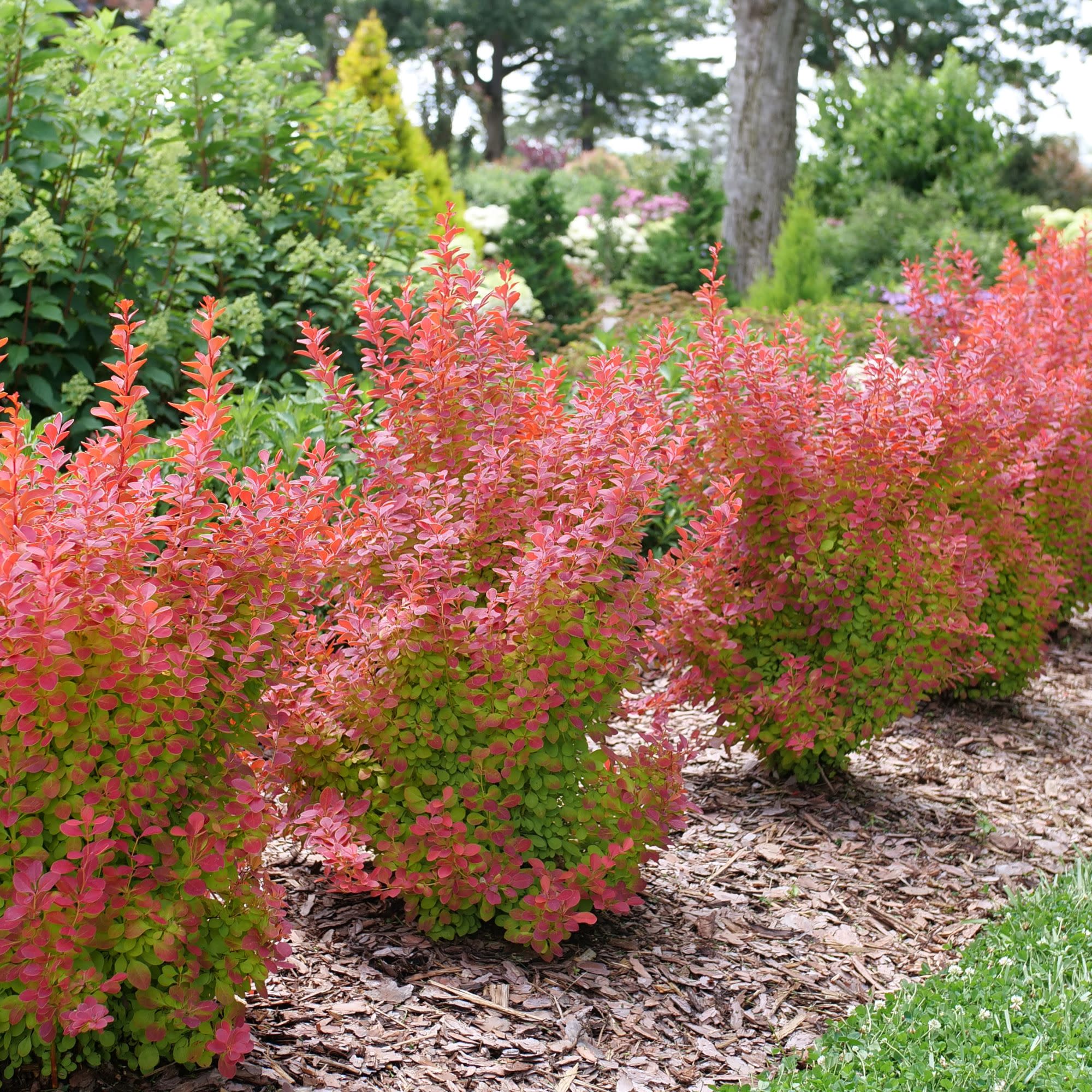 Sunjoy Orange Pillar® Barberry (Berberis thunbergii) - Image 5