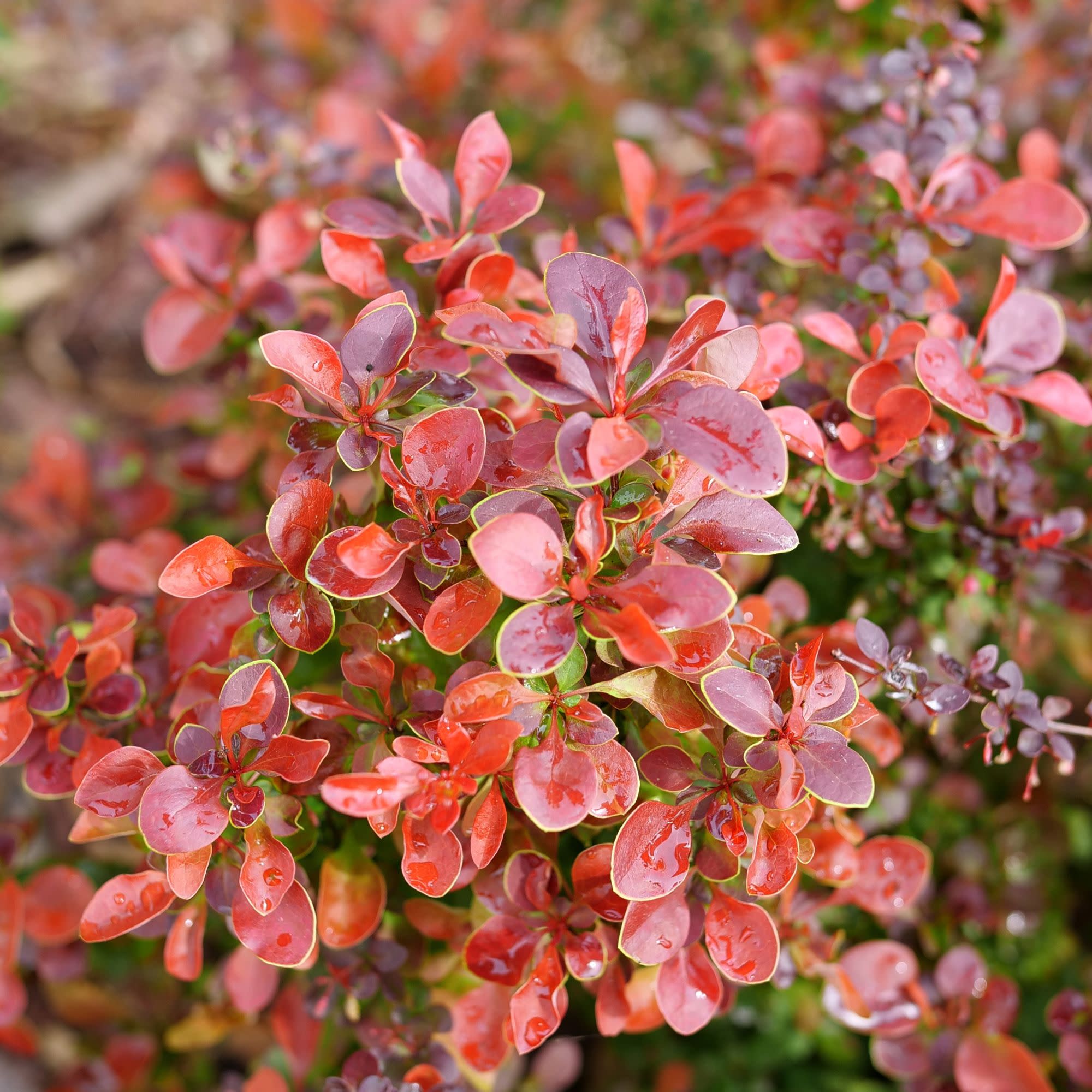 Sunjoy Really Red® Barberry (Berberis thunbergii) - Image 3