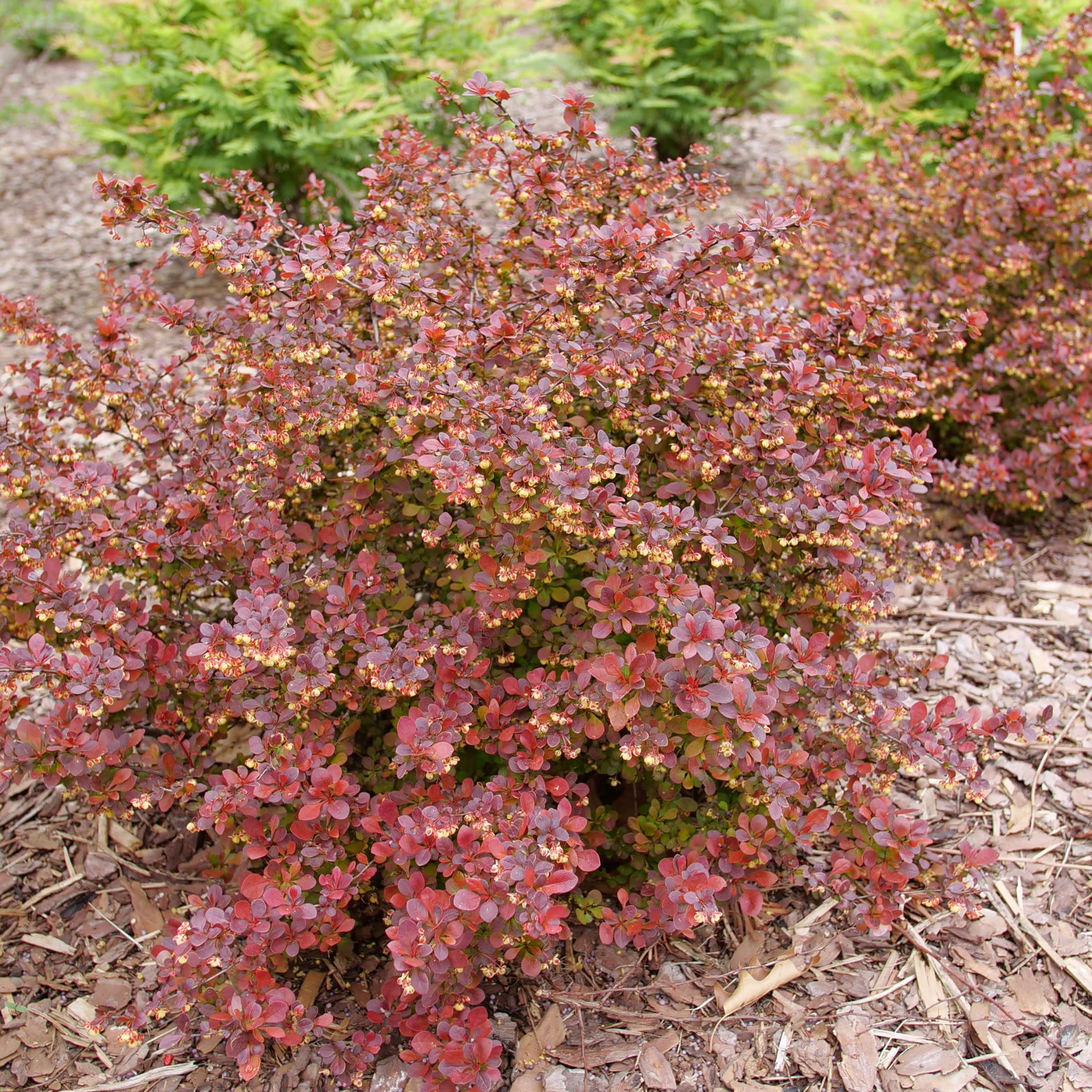 Sunjoy Really Red® Barberry (Berberis thunbergii) - Image 4