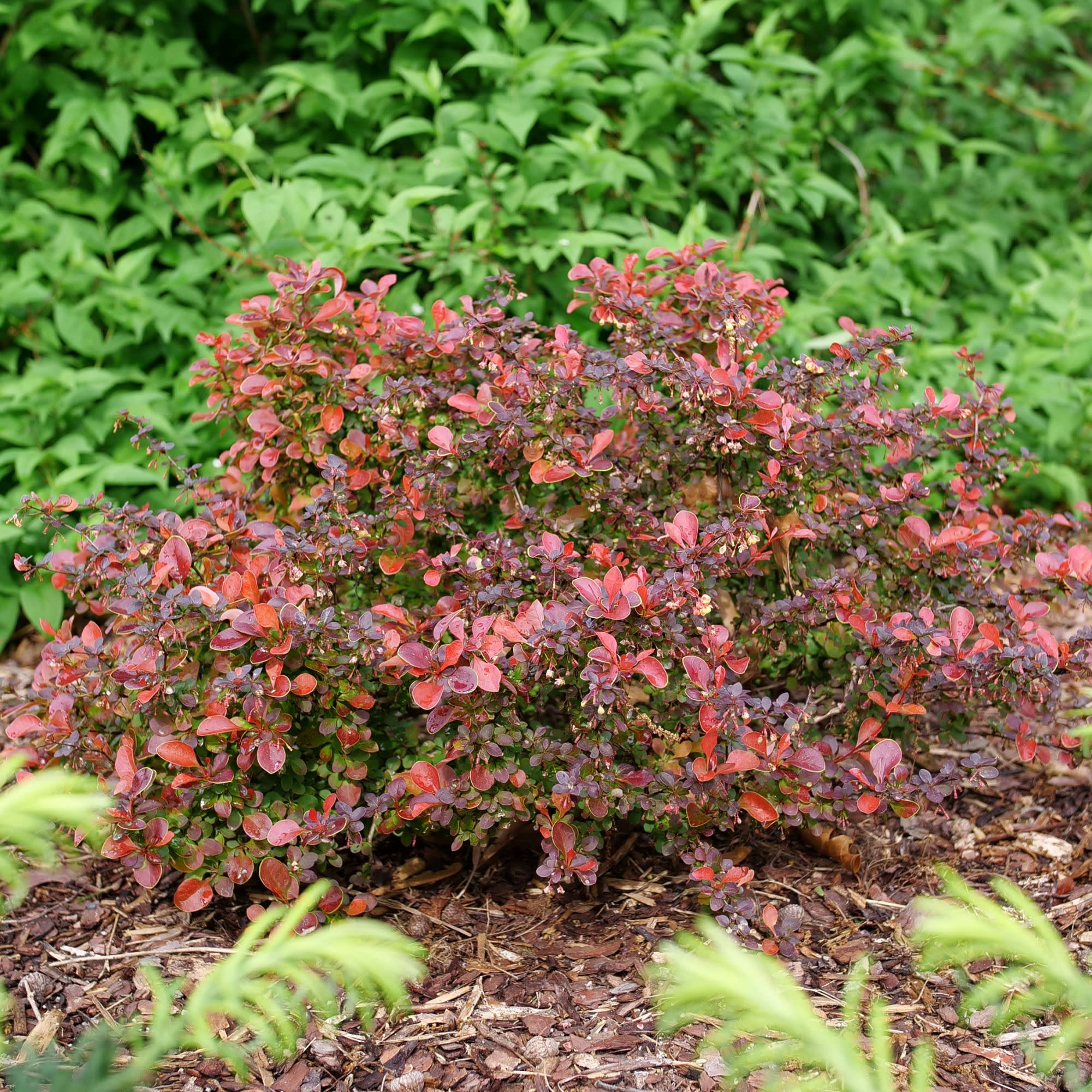 Sunjoy Really Red® Barberry (Berberis thunbergii) - Image 5