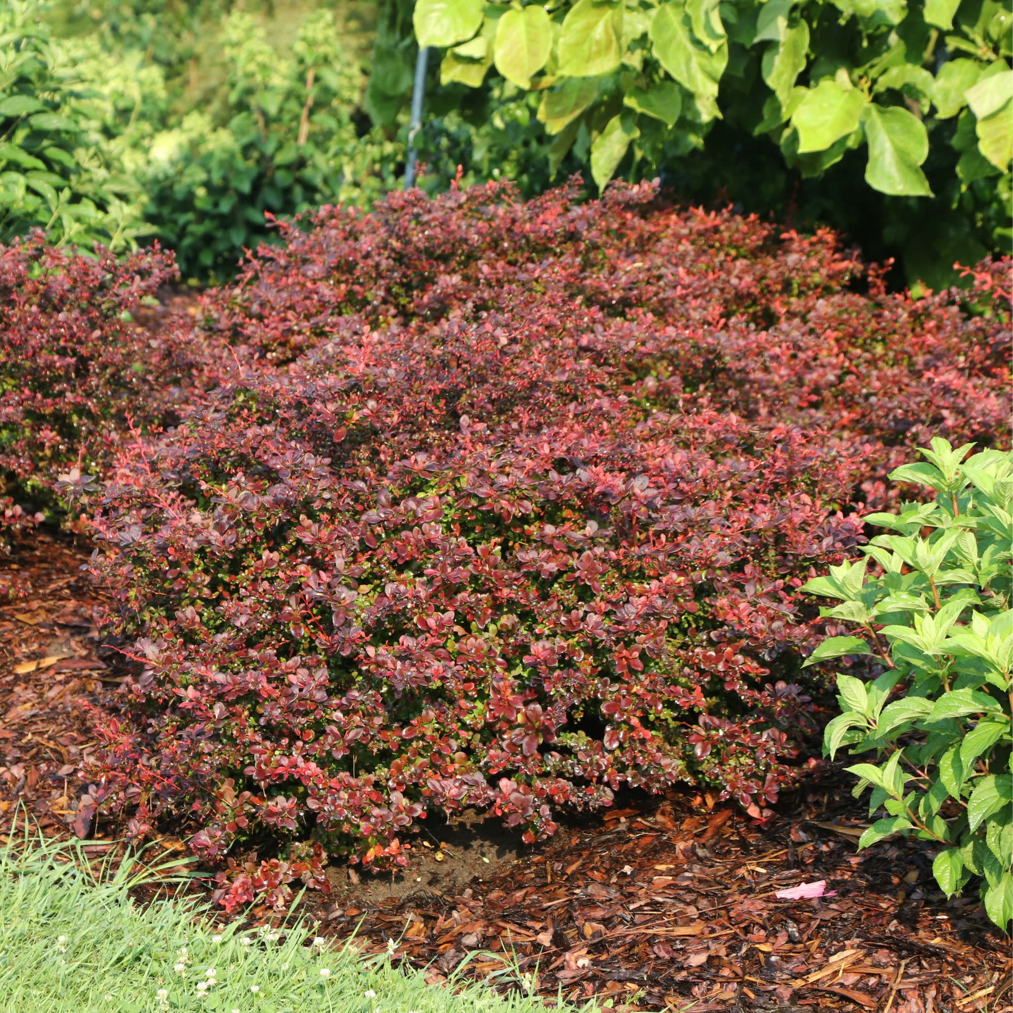 Sunjoy Really Red® Barberry (Berberis thunbergii) - Image 6