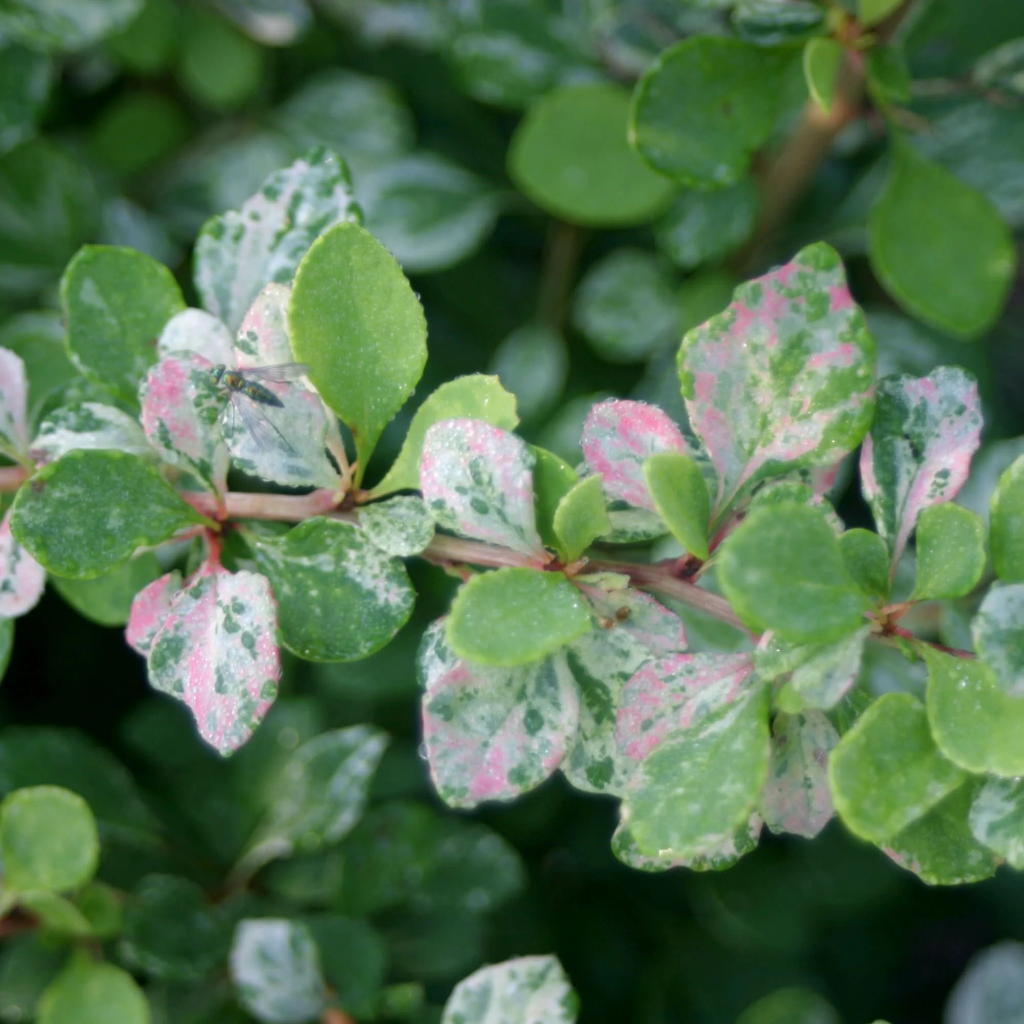 Sunjoy Sequins® Barberry (Berberis thunbergii) - Image 3