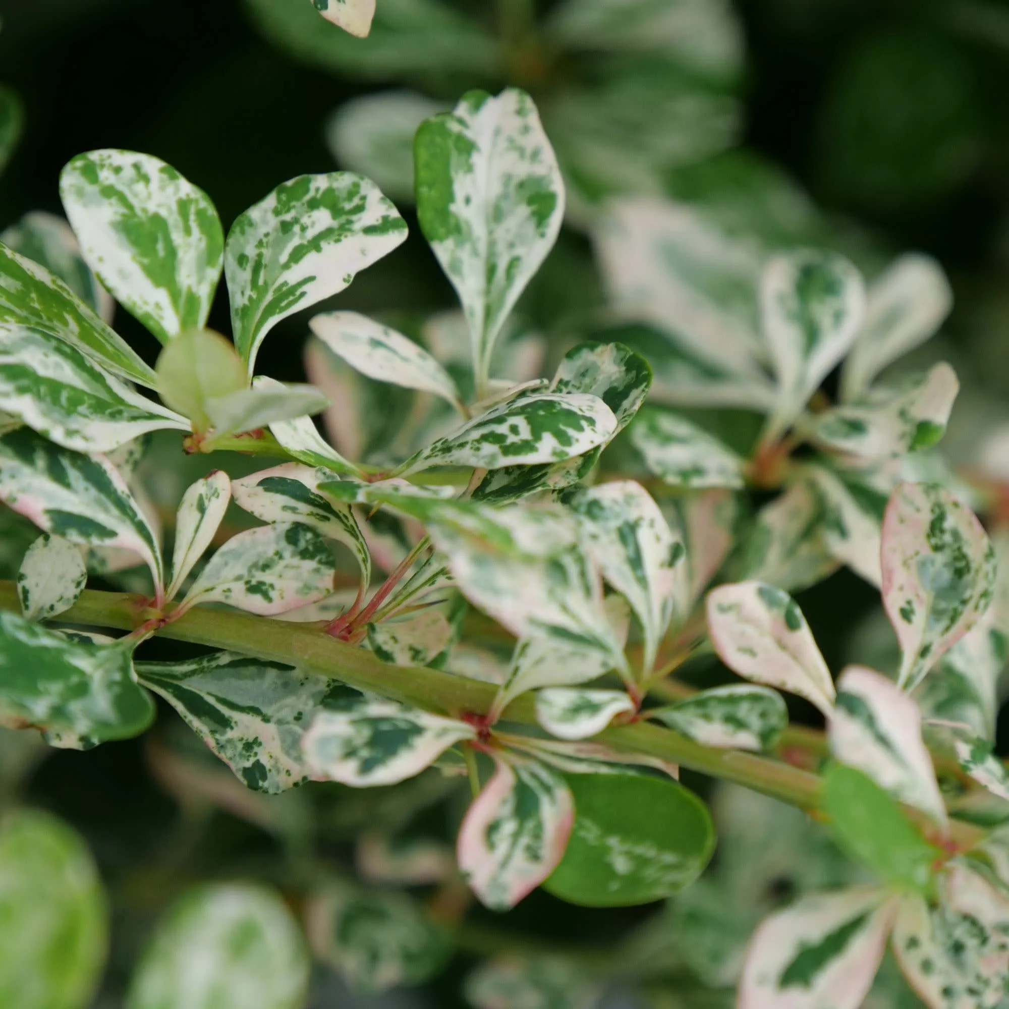 Sunjoy Sequins® Barberry (Berberis thunbergii) - Image 4