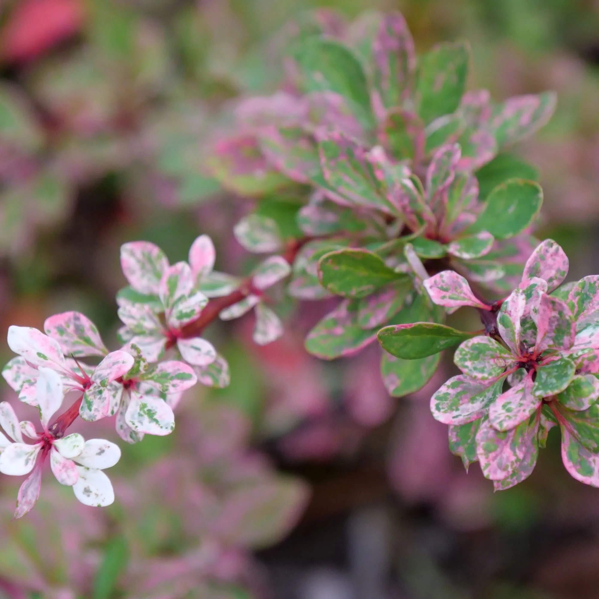 Sunjoy Sequins® Barberry (Berberis thunbergii) - Image 5