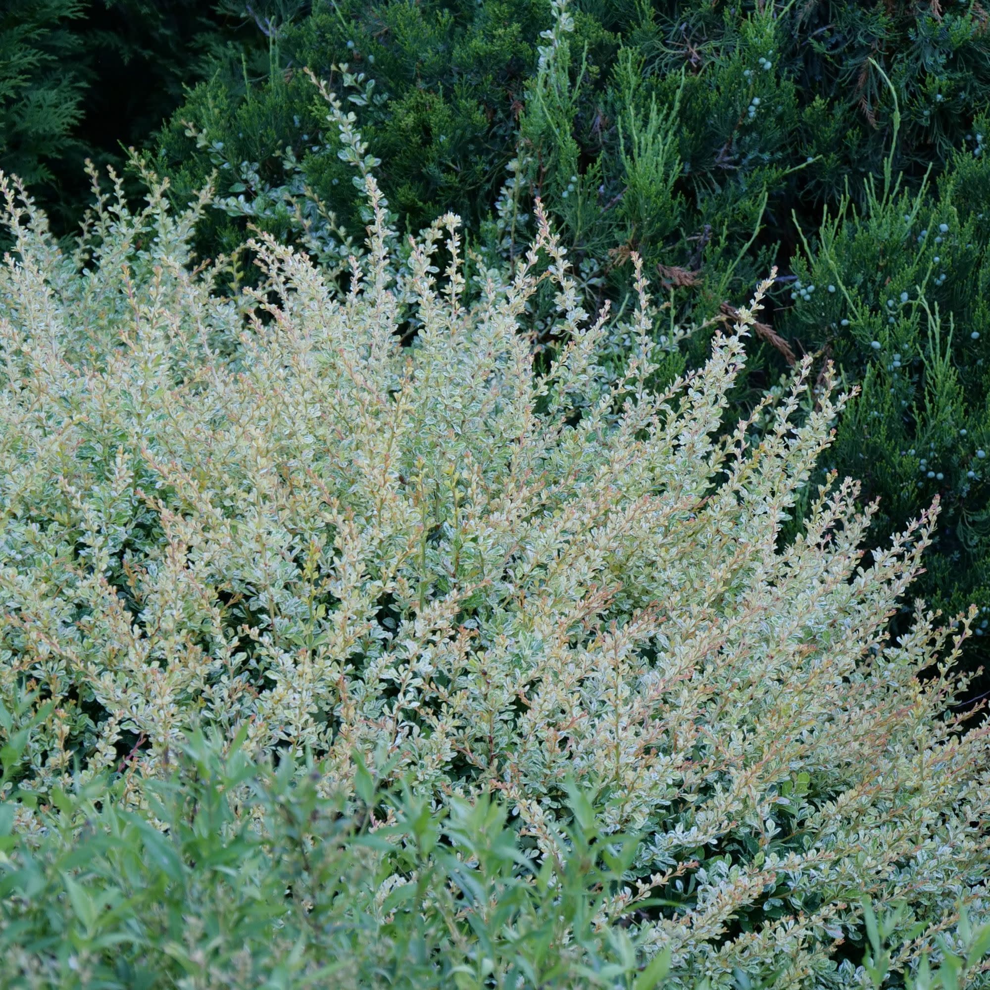 Sunjoy Sequins® Barberry (Berberis thunbergii) - Image 6