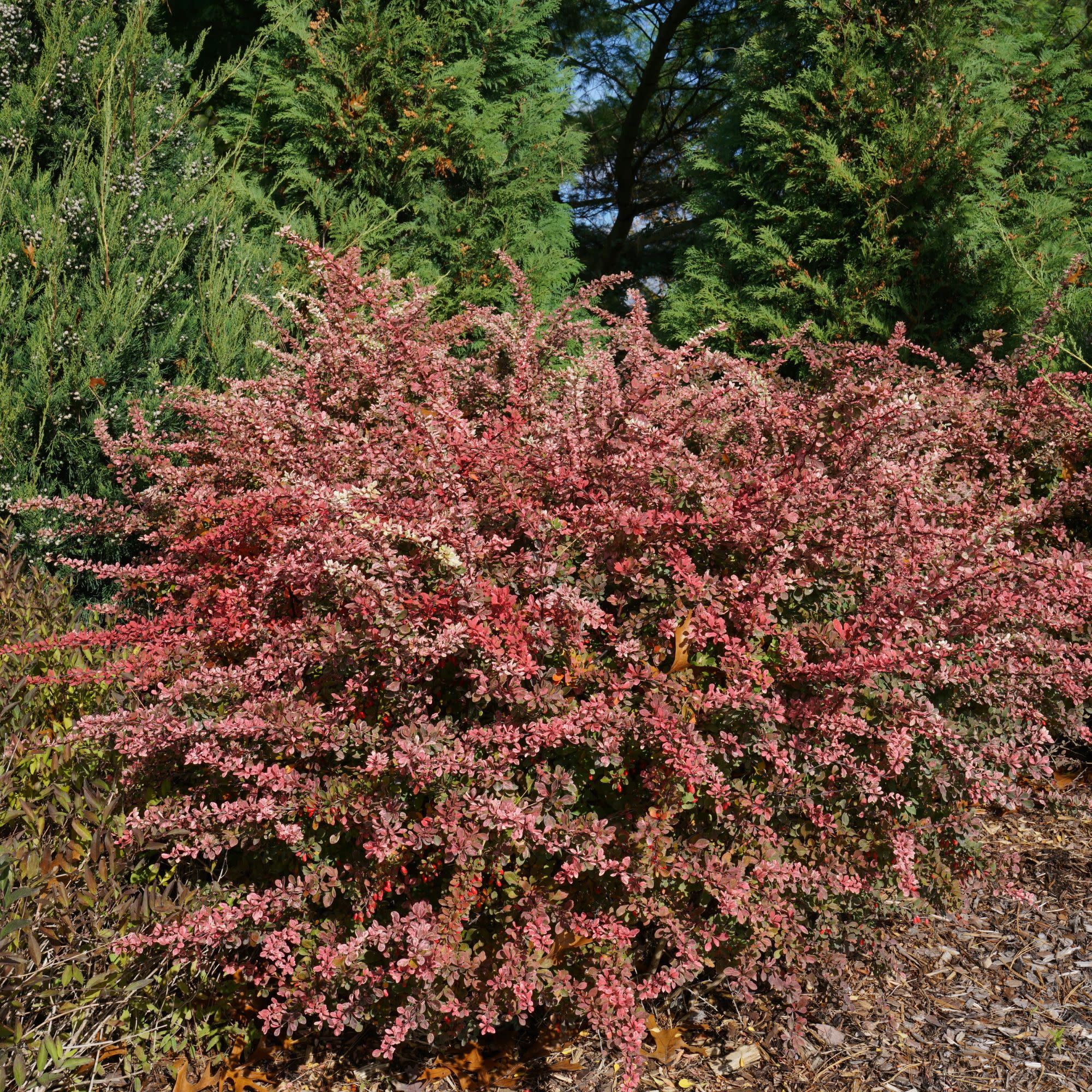 Sunjoy Sequins® Barberry (Berberis thunbergii) - Image 7