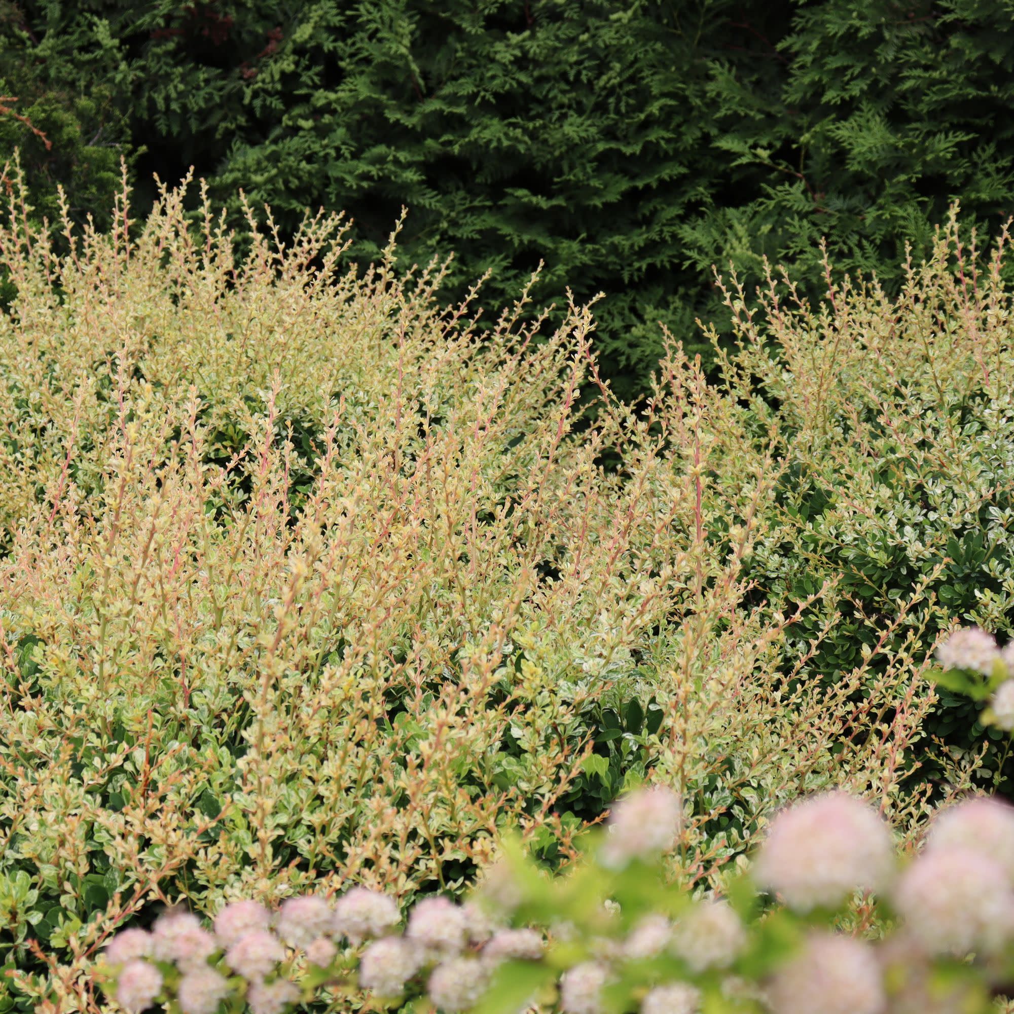 Sunjoy Sequins® Barberry (Berberis thunbergii) - Image 8