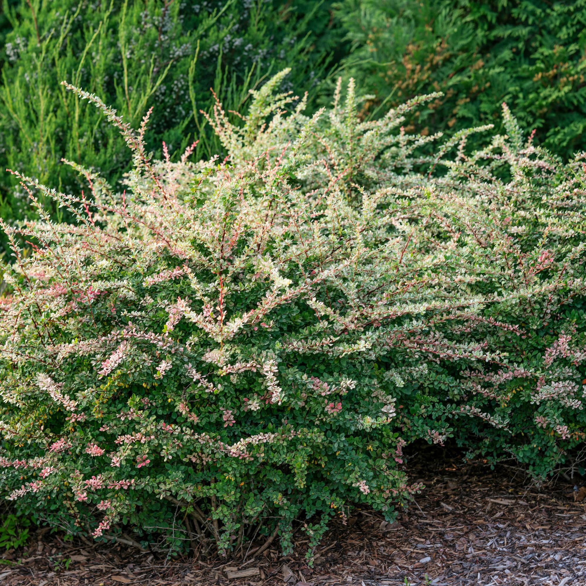 Sunjoy Sequins® Barberry (Berberis thunbergii) - Image 9