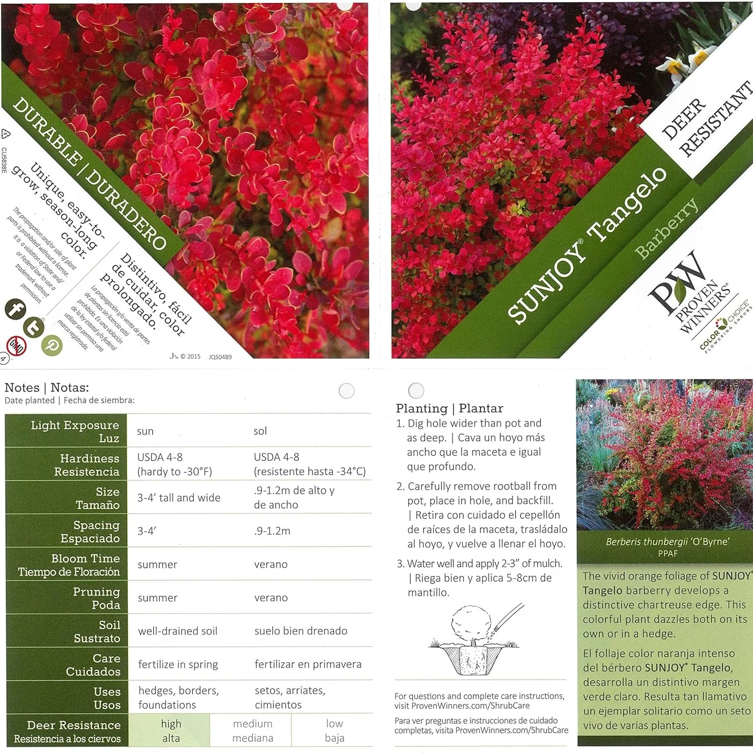 Sunjoy® Tangelo Barberry (Berberis thunbergii) - Image 15