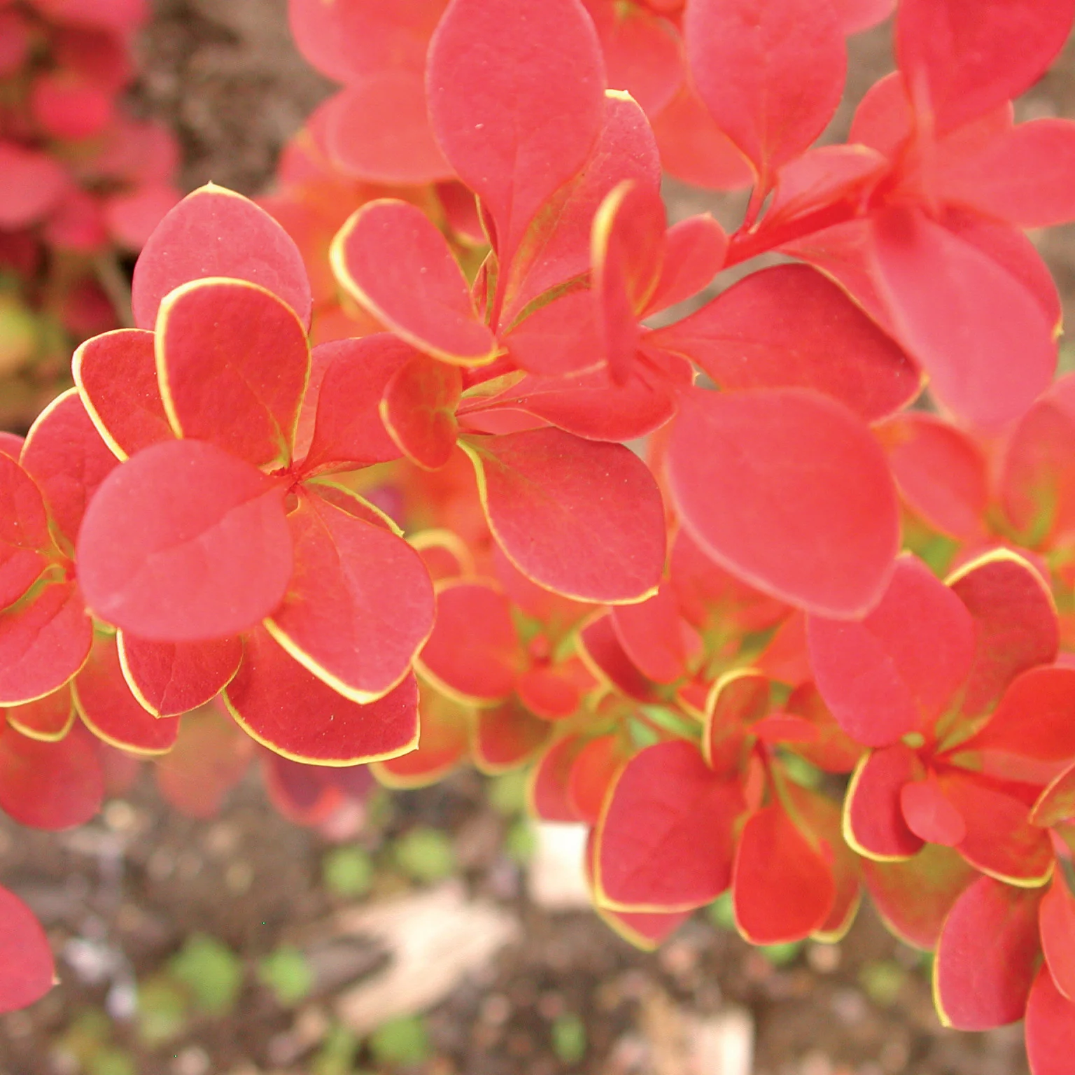 Sunjoy® Tangelo Barberry (Berberis thunbergii) - Image 3