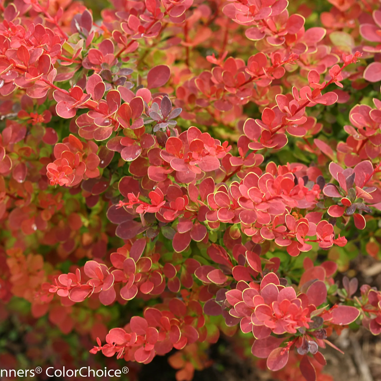 Sunjoy® Tangelo Barberry (Berberis thunbergii) - Image 4