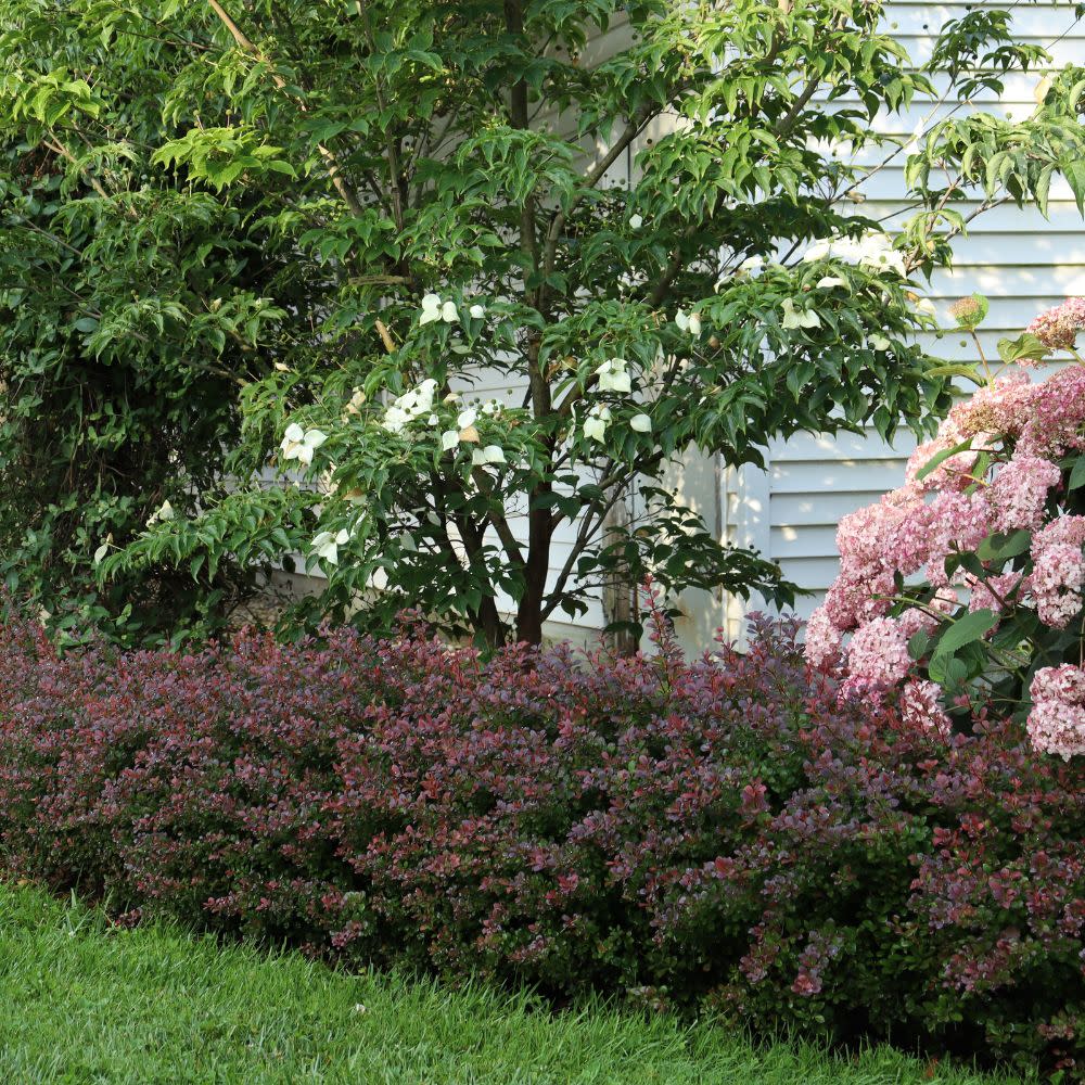 Sunjoy® Todo Barberry (Berberis x) - Image 10