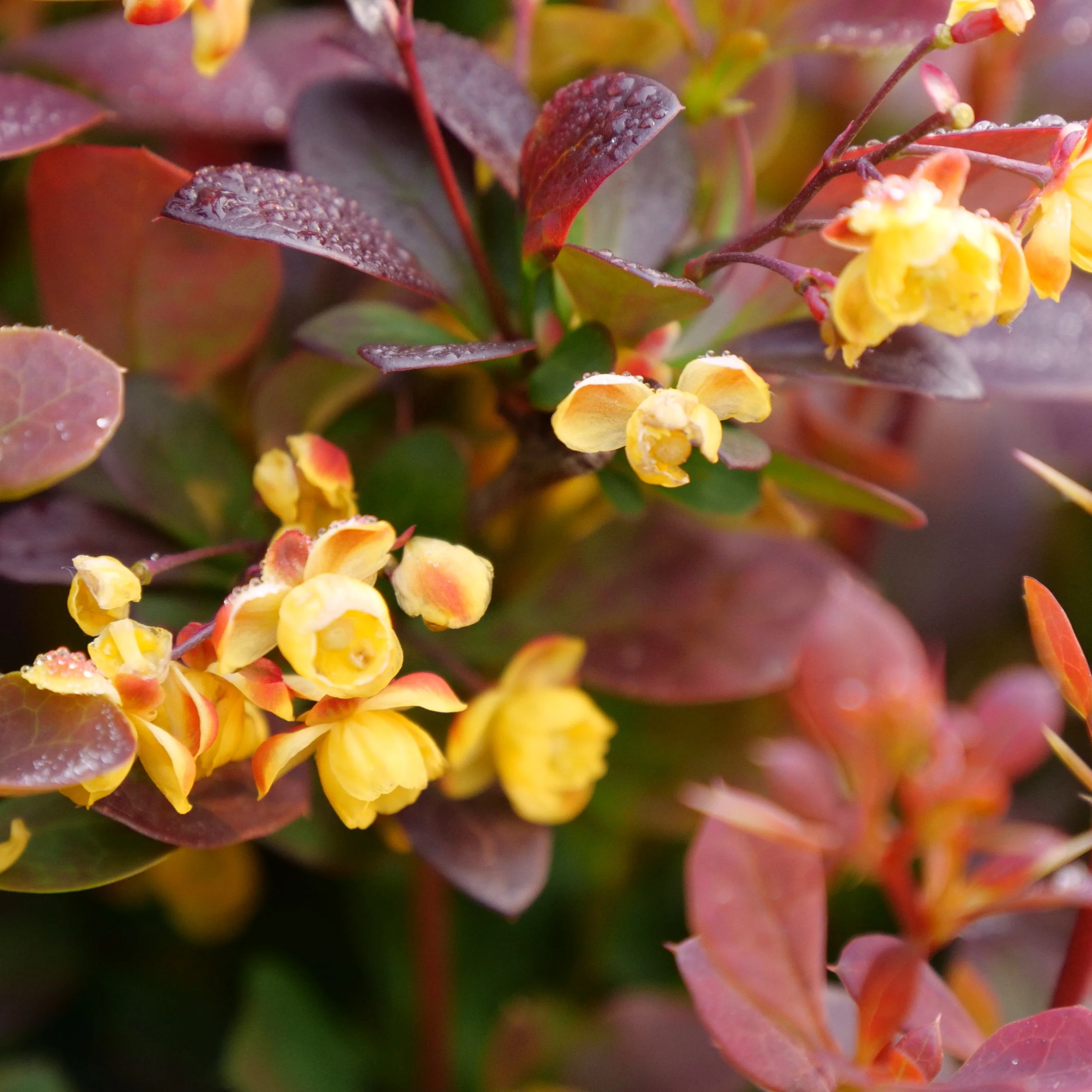 Sunjoy® Todo Barberry (Berberis x) - Image 4