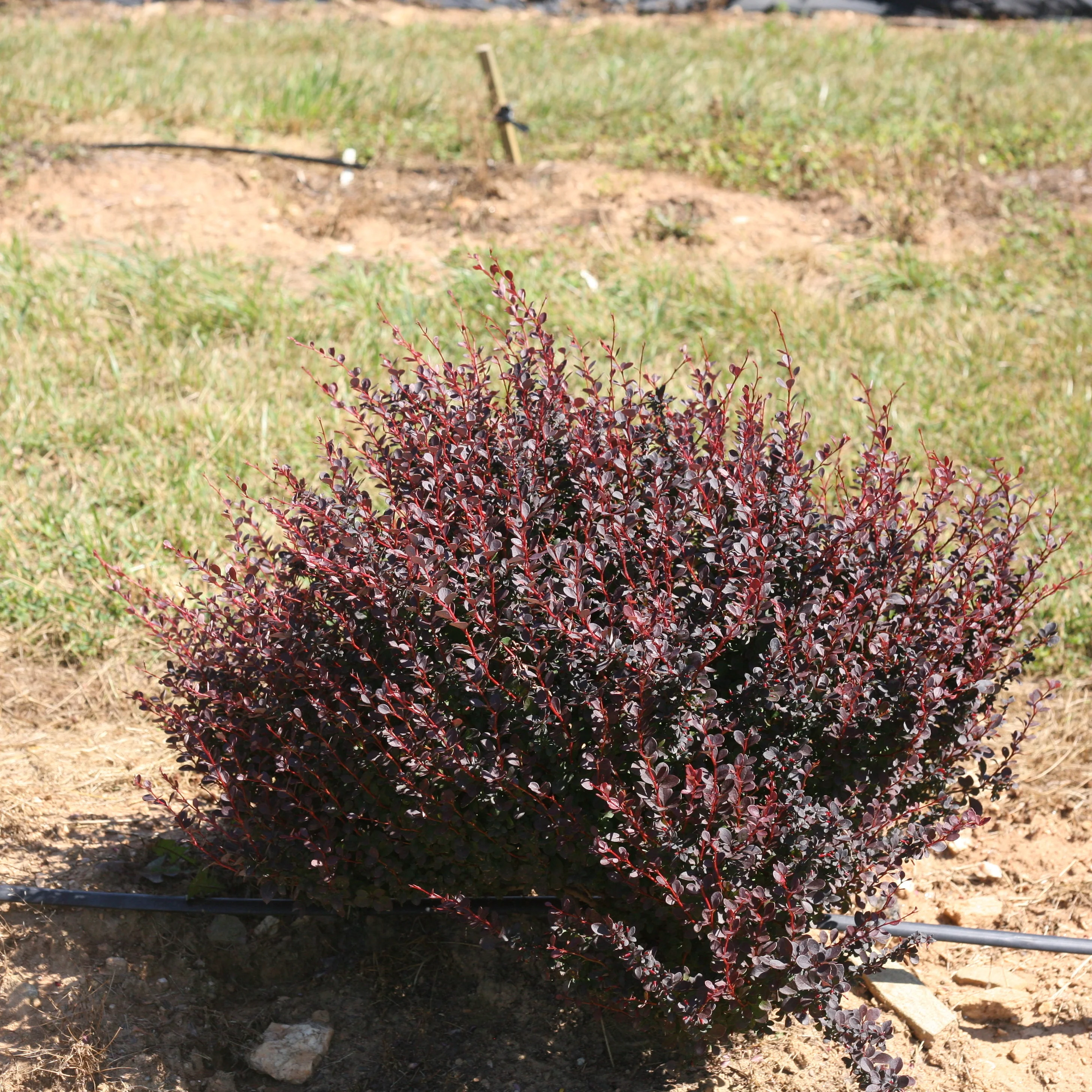 Sunjoy® Todo Barberry (Berberis x) - Image 8